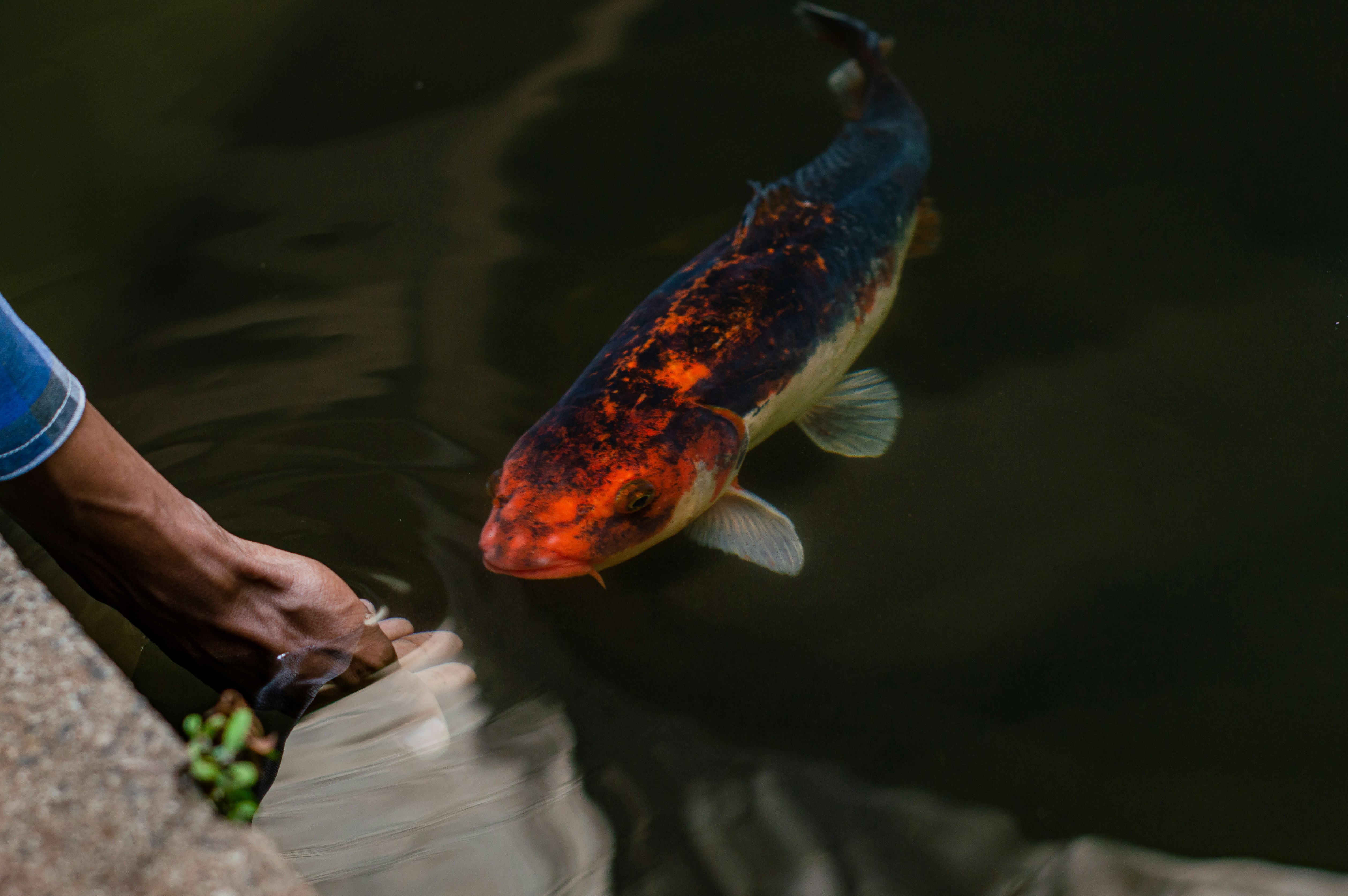 A man standing next to a fish in a pond