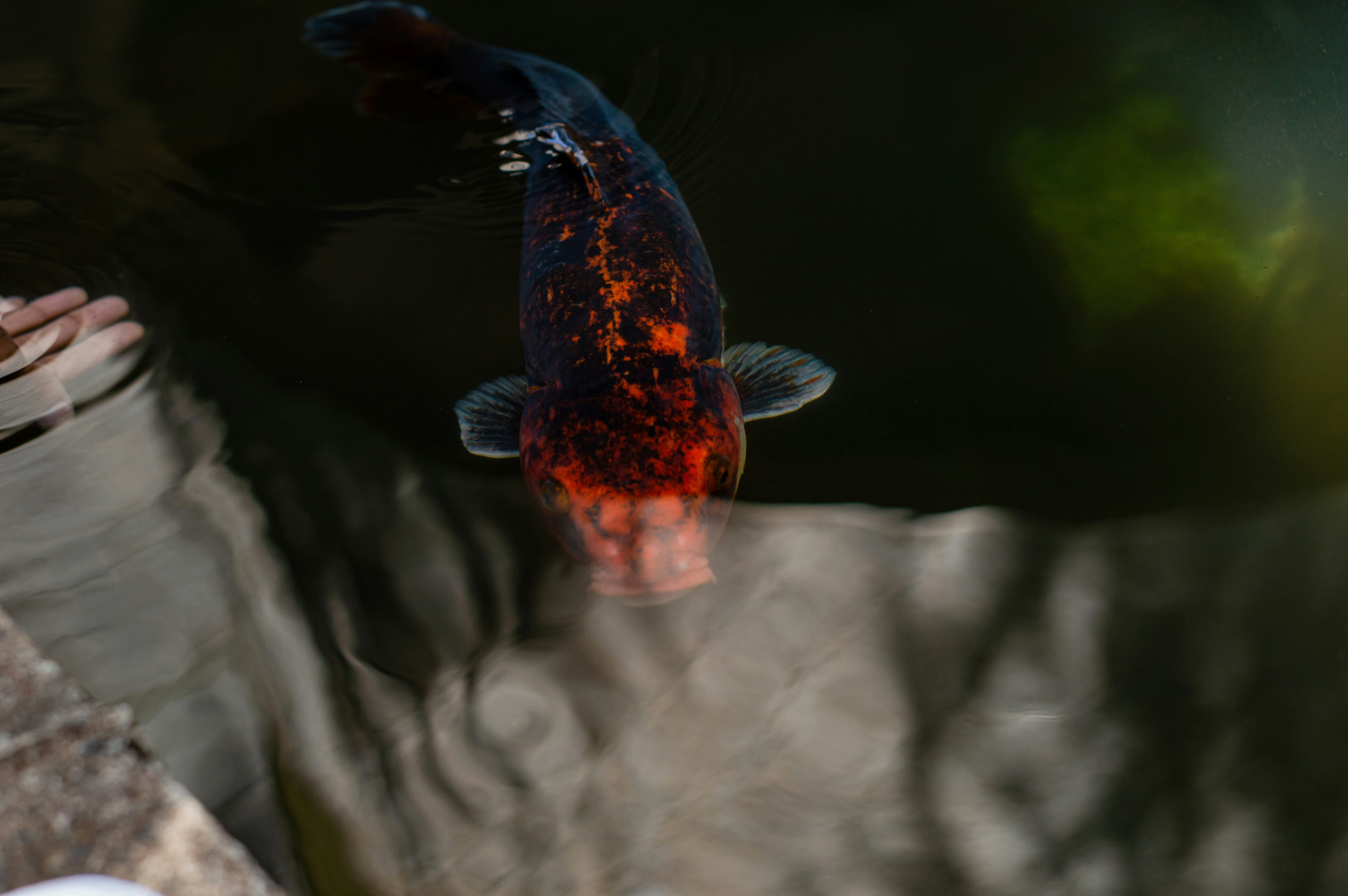 A fish swimming in a pond of water
