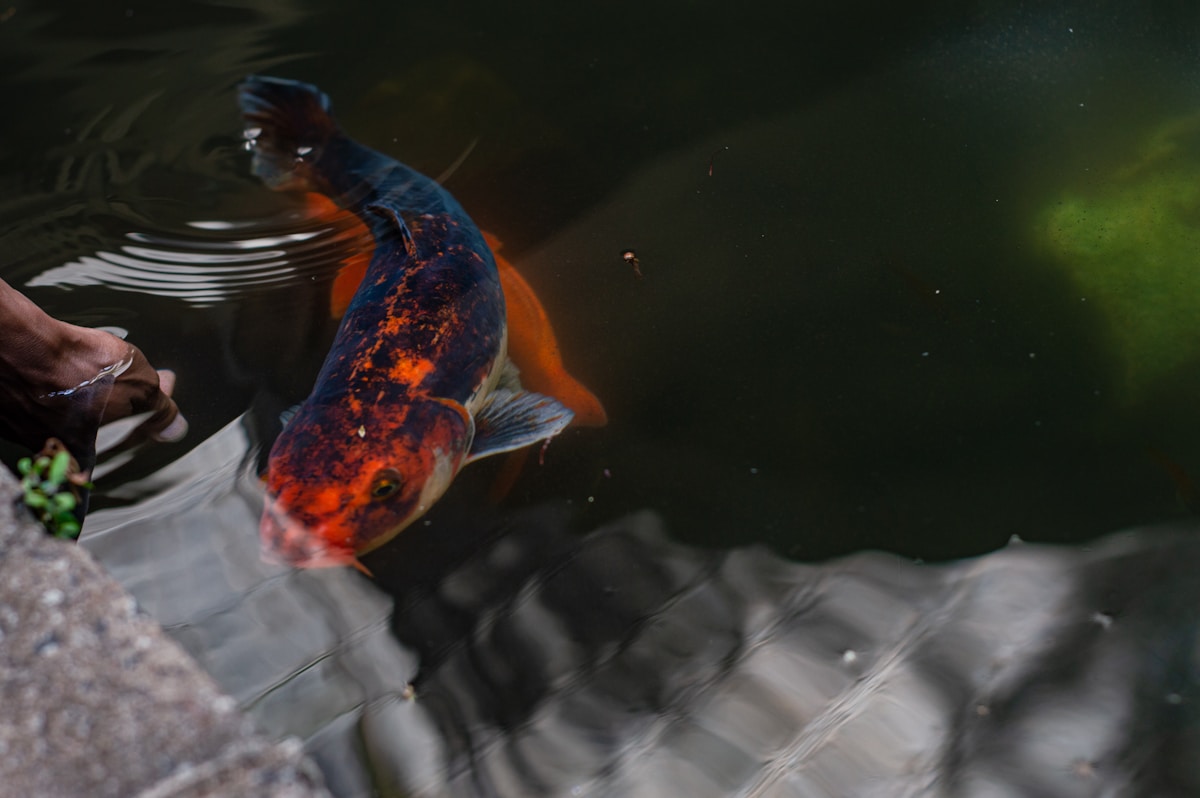 How Do You Make a Stunning Koi Pond Themed Cake?