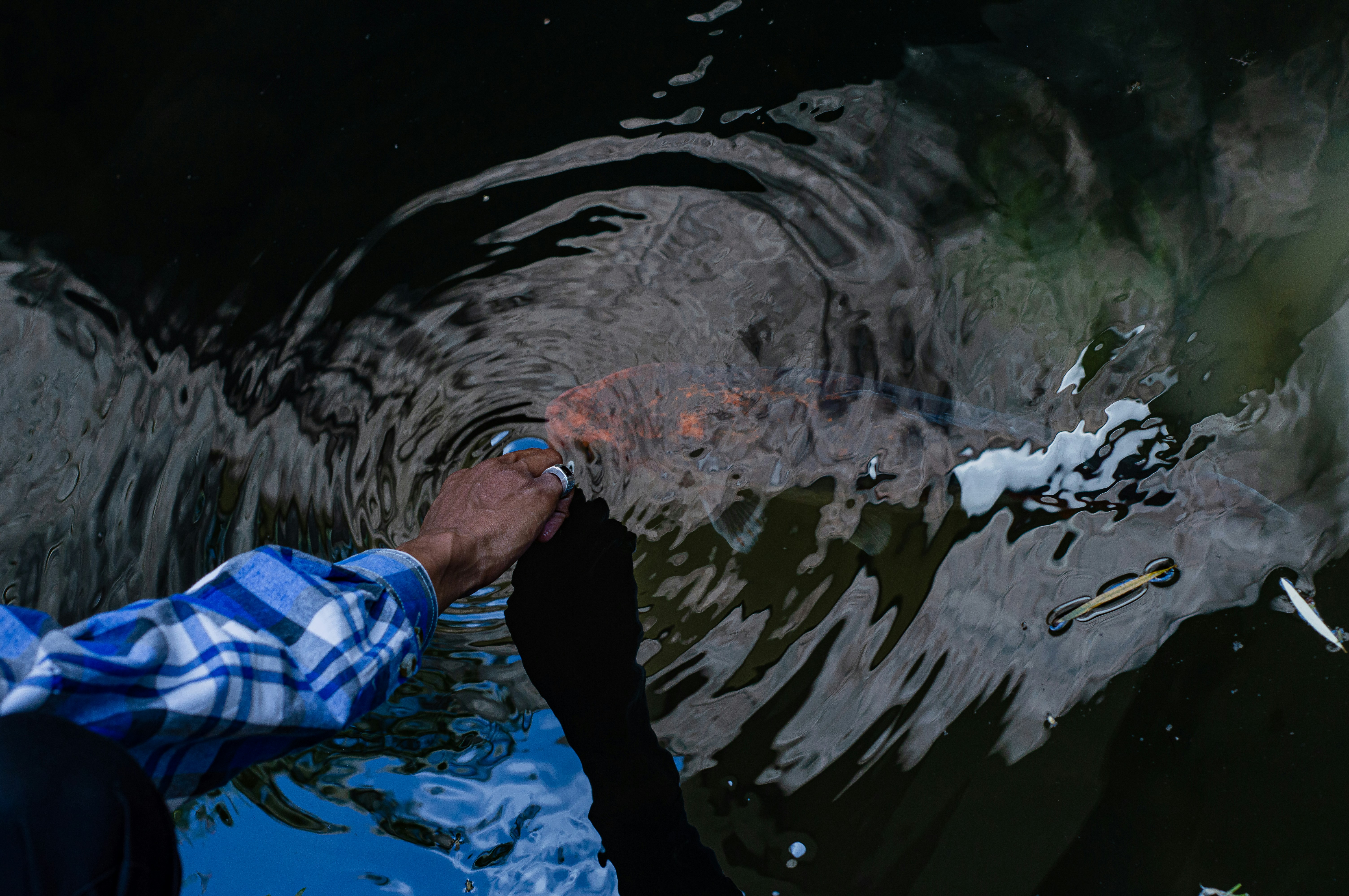 Black man petting koi fish