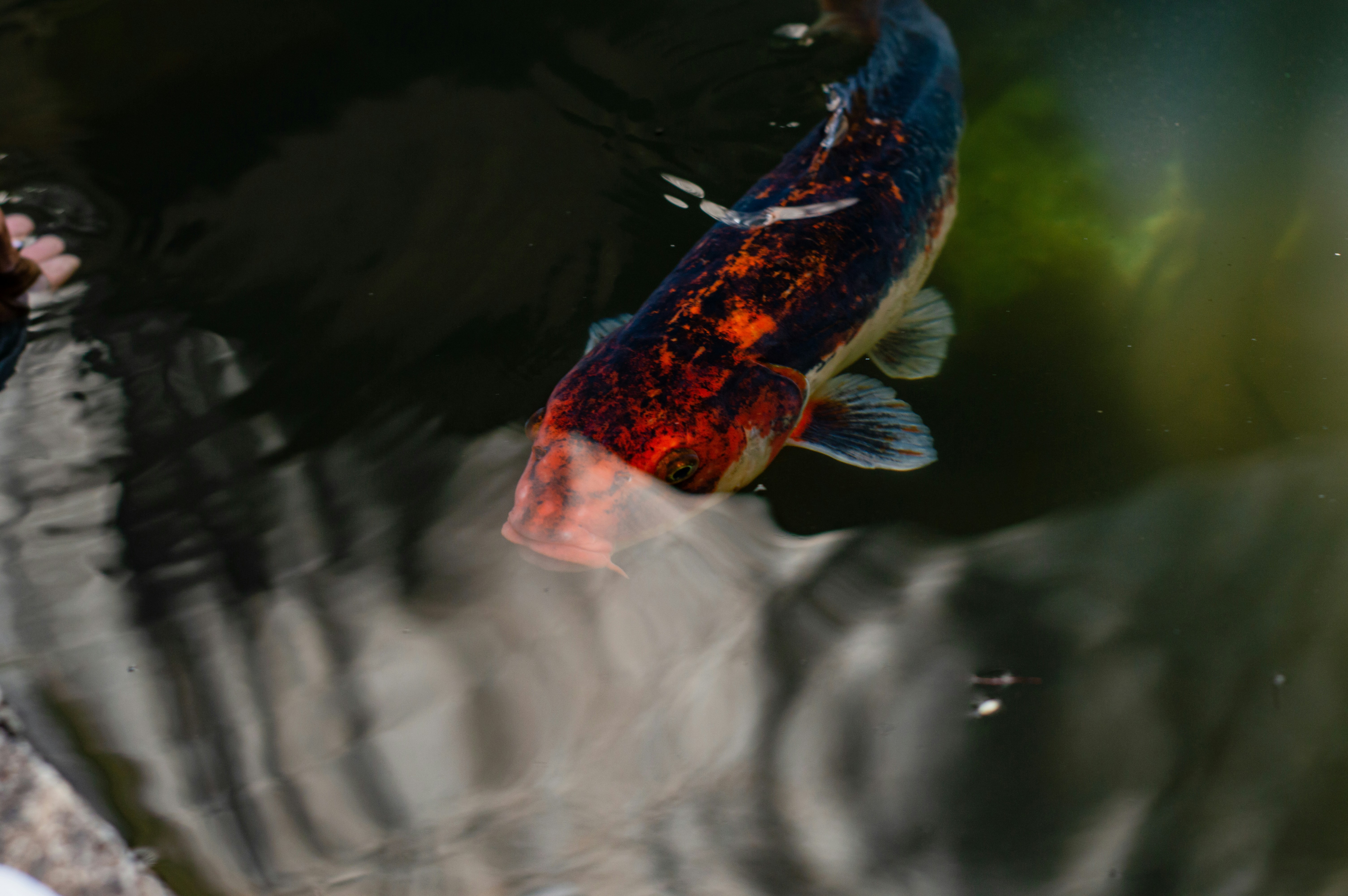 Colorful Indian mithai