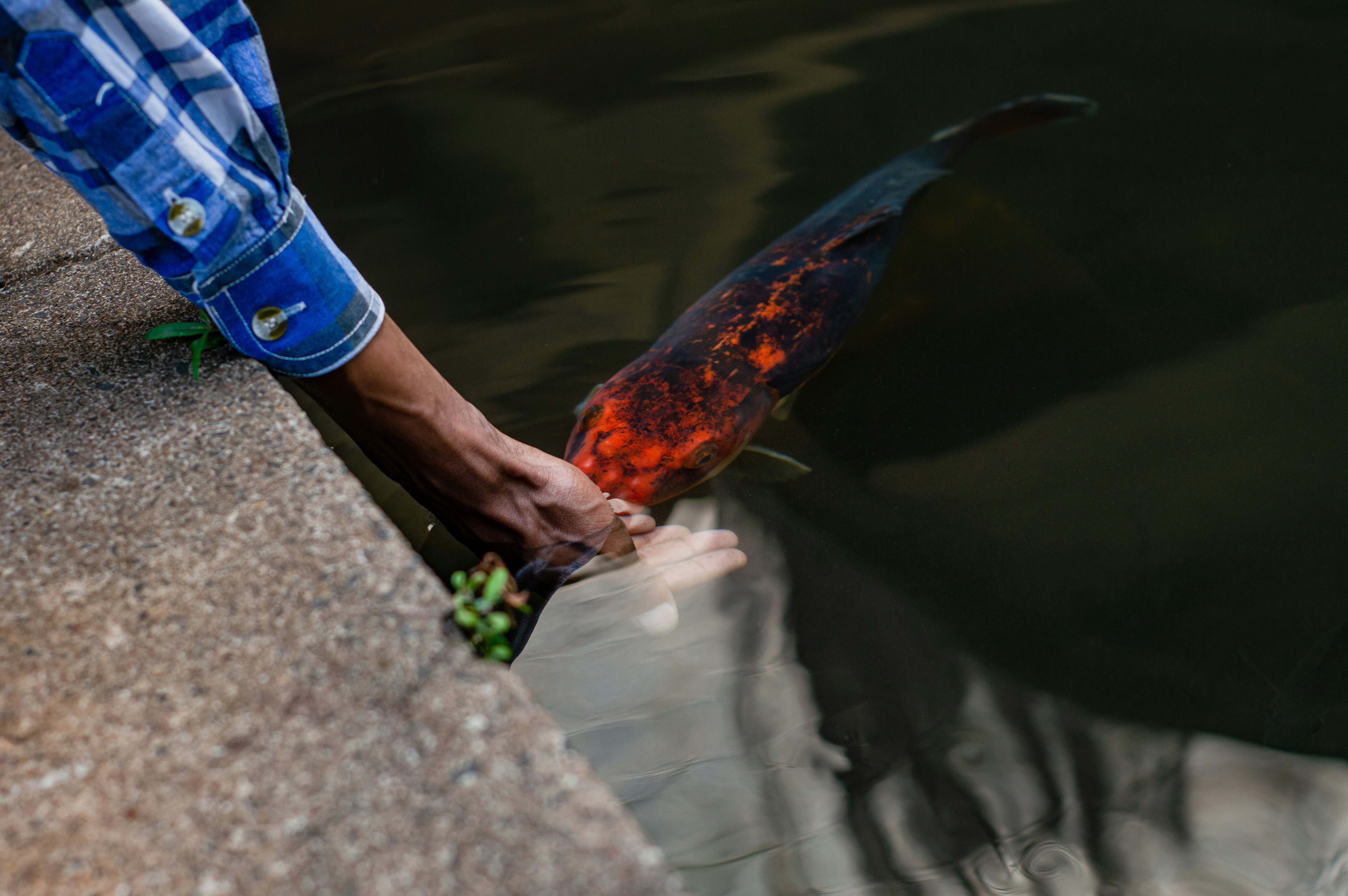 Black man petting koi fish