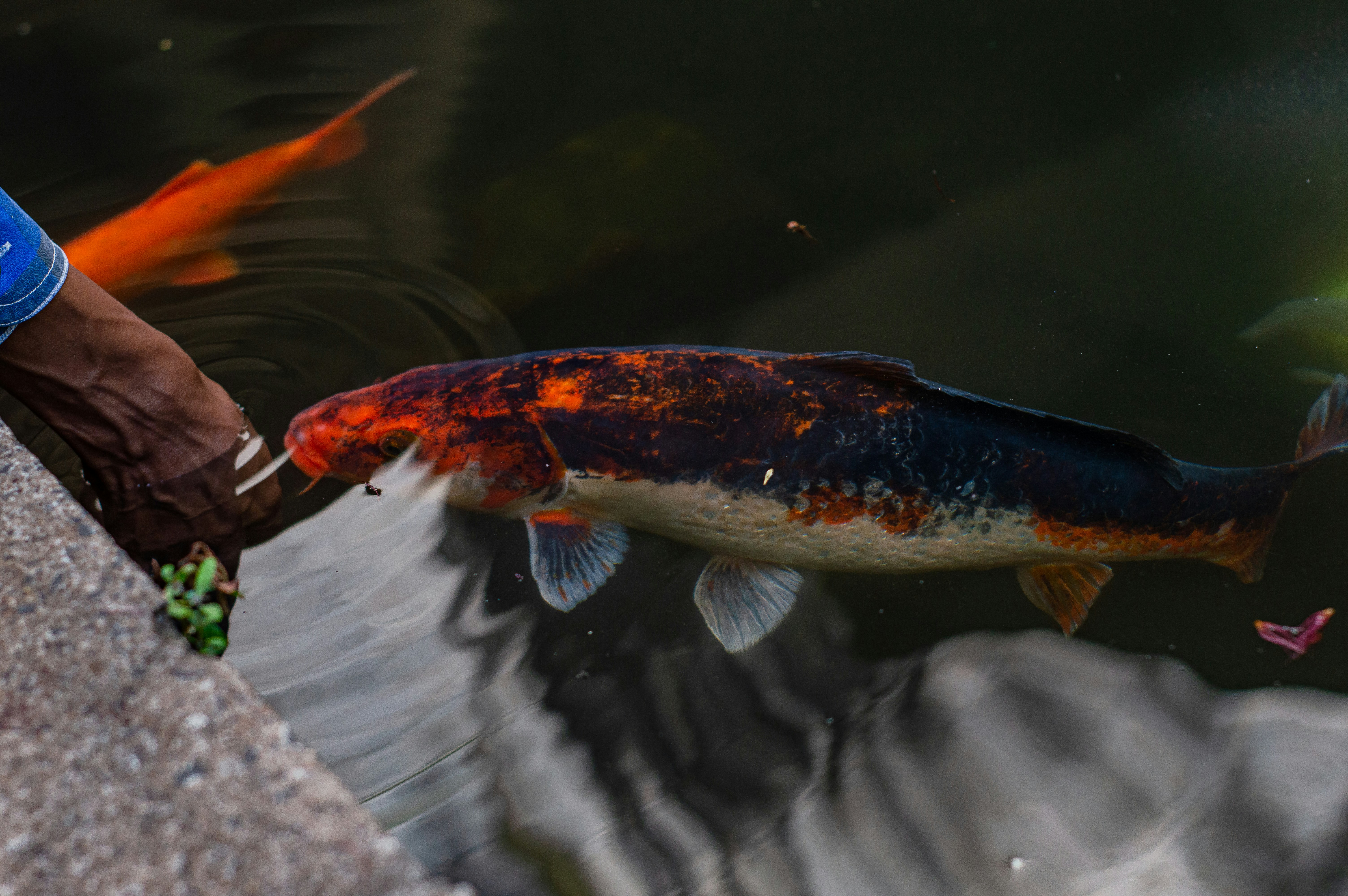 Seseorang meraih ikan di kolam