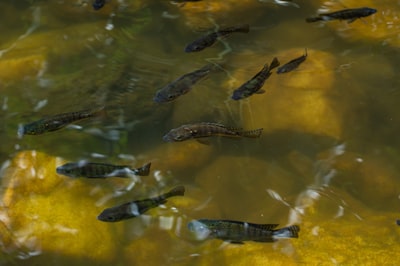 Fish