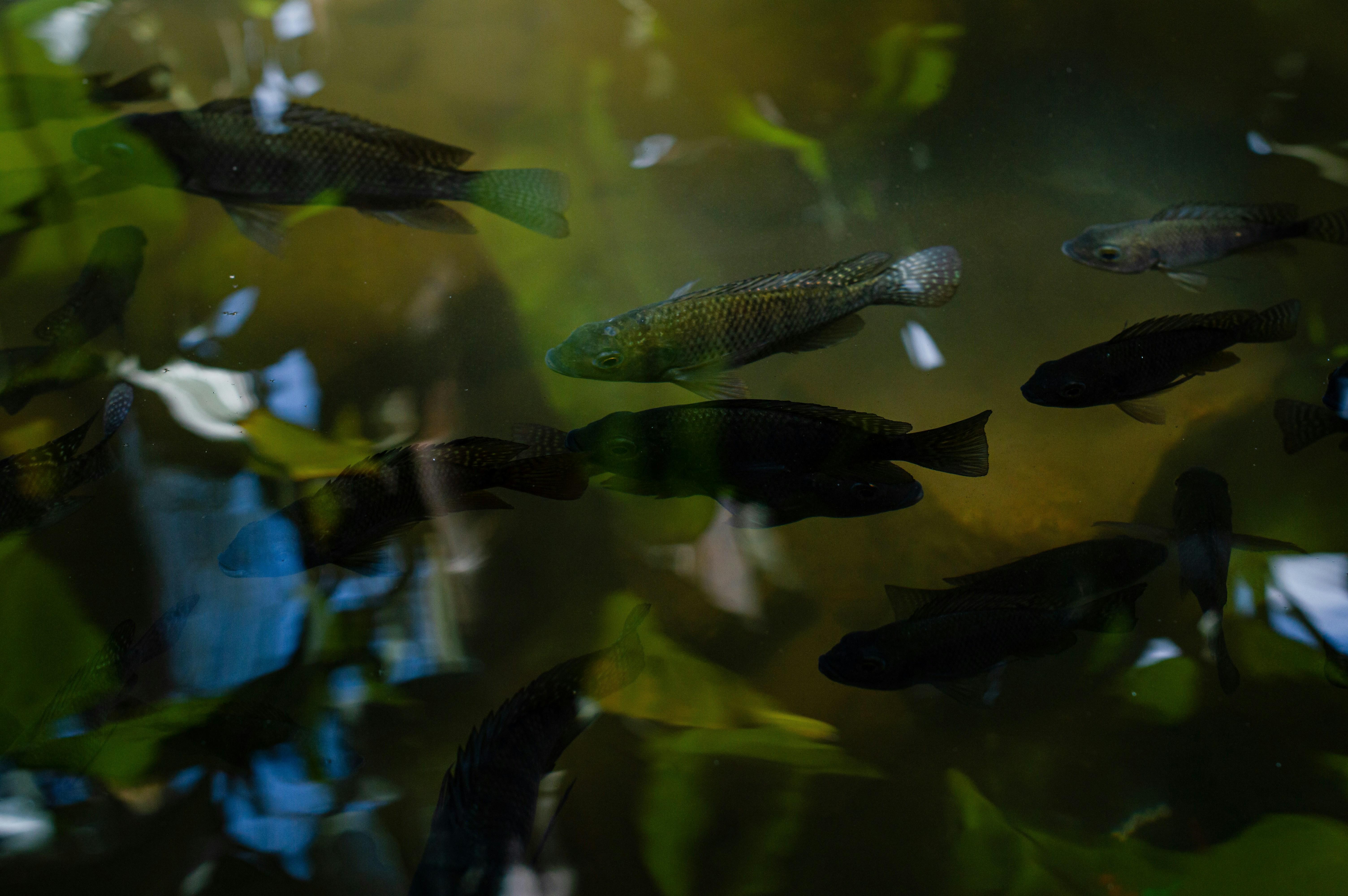 A group of fish swimming in a pond