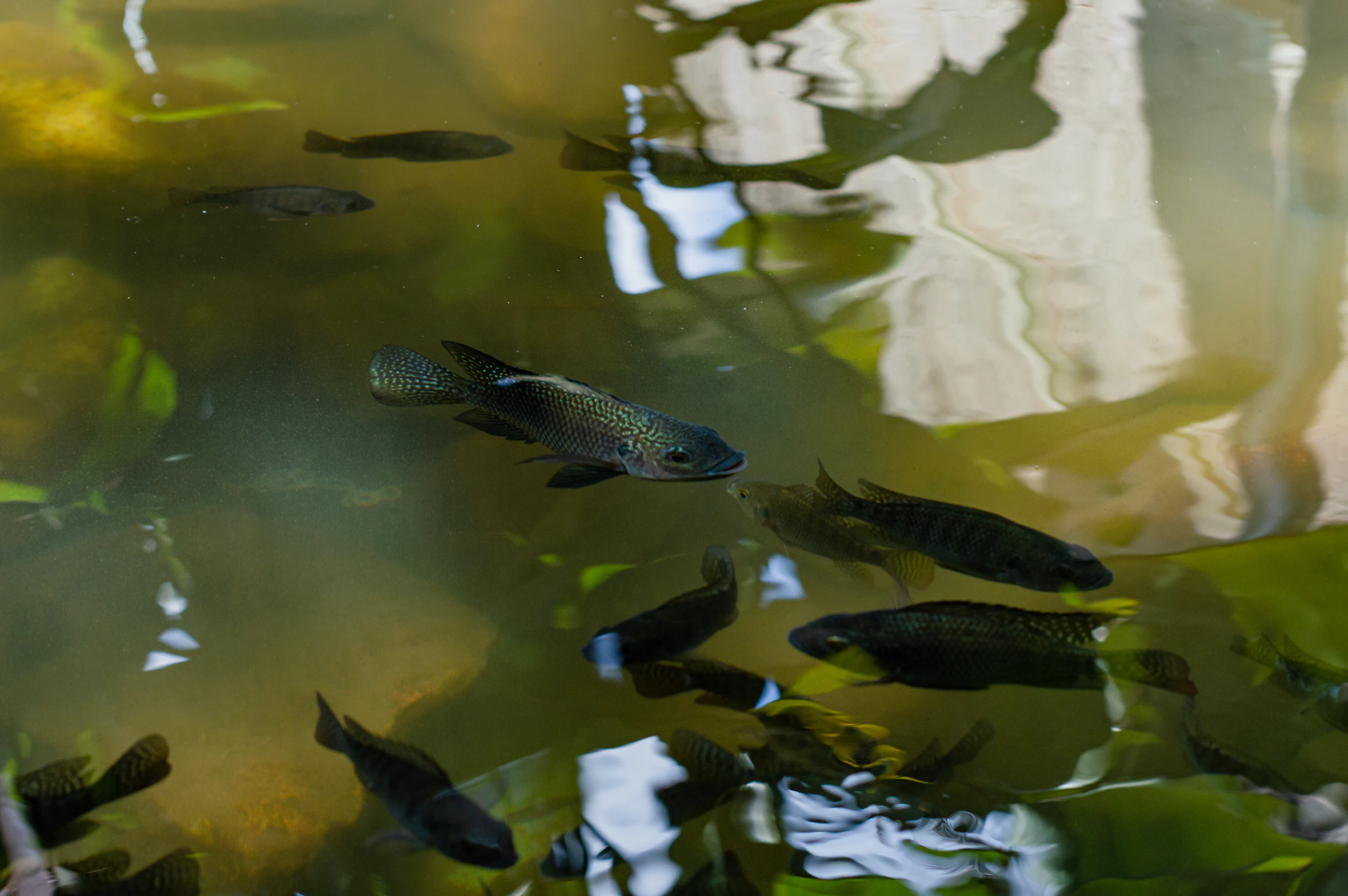 Fish swimming together in a pond