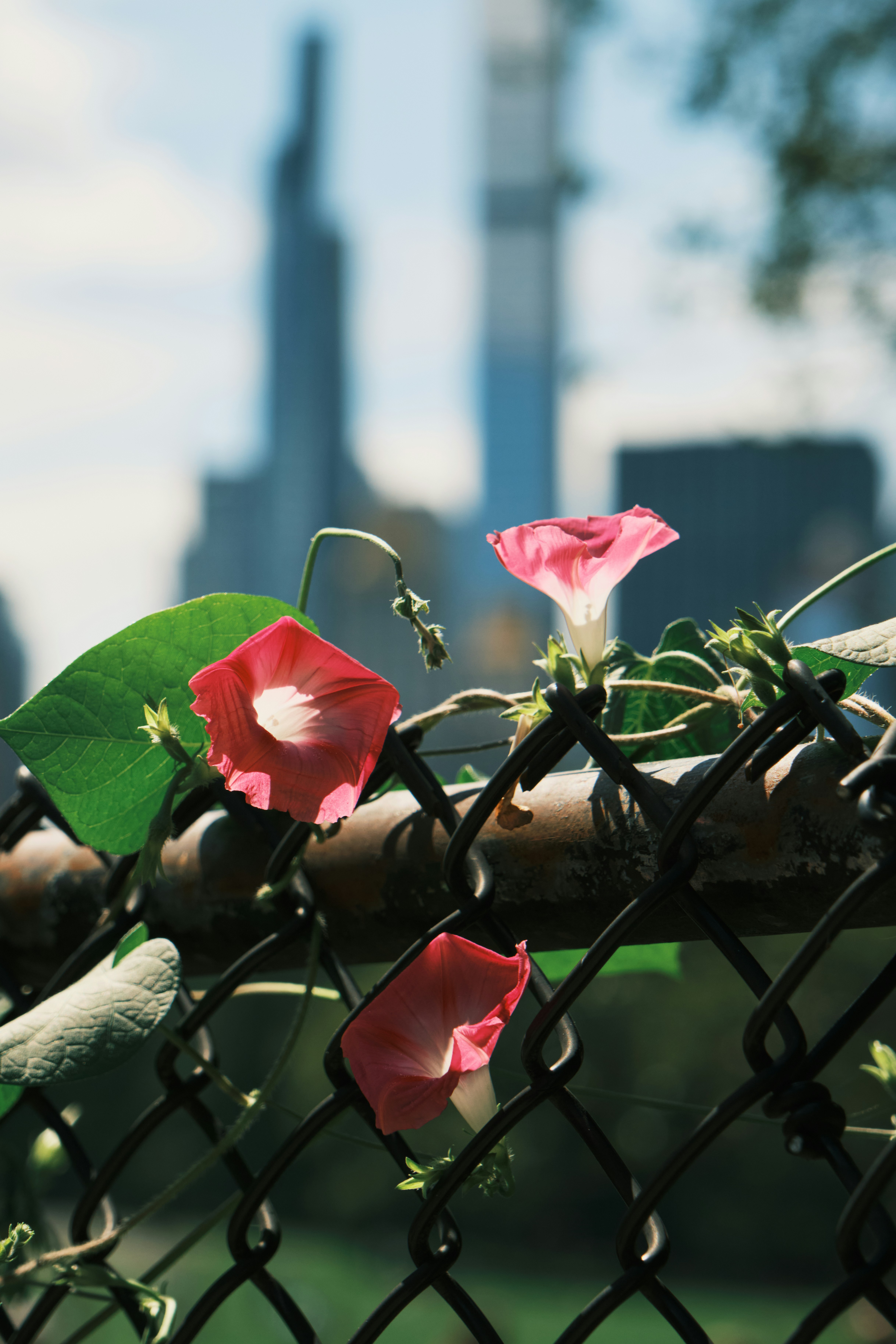 A close up of a fence with flowers growing on it