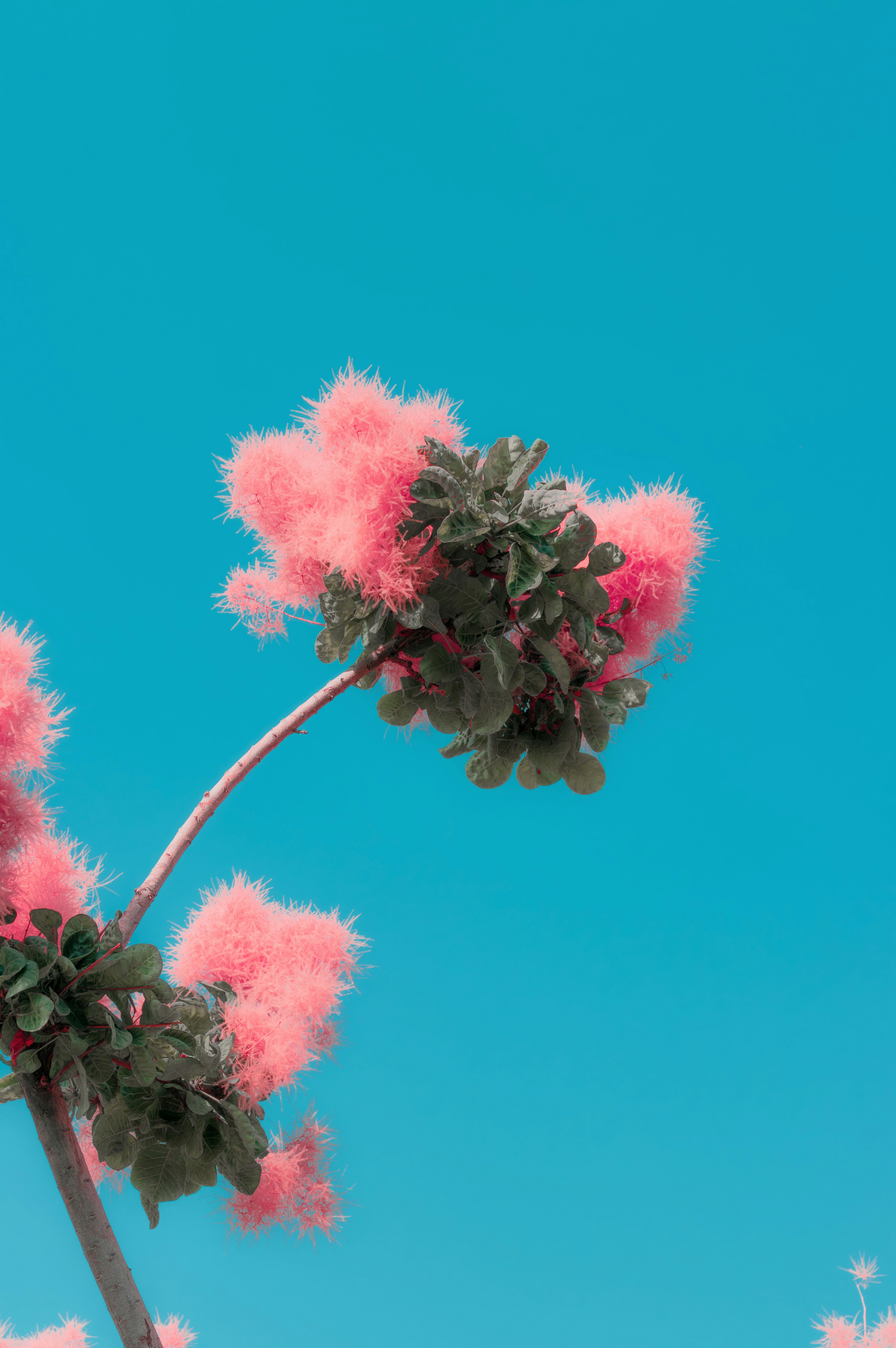 Una flor rosa con un cielo azul en el fondo
