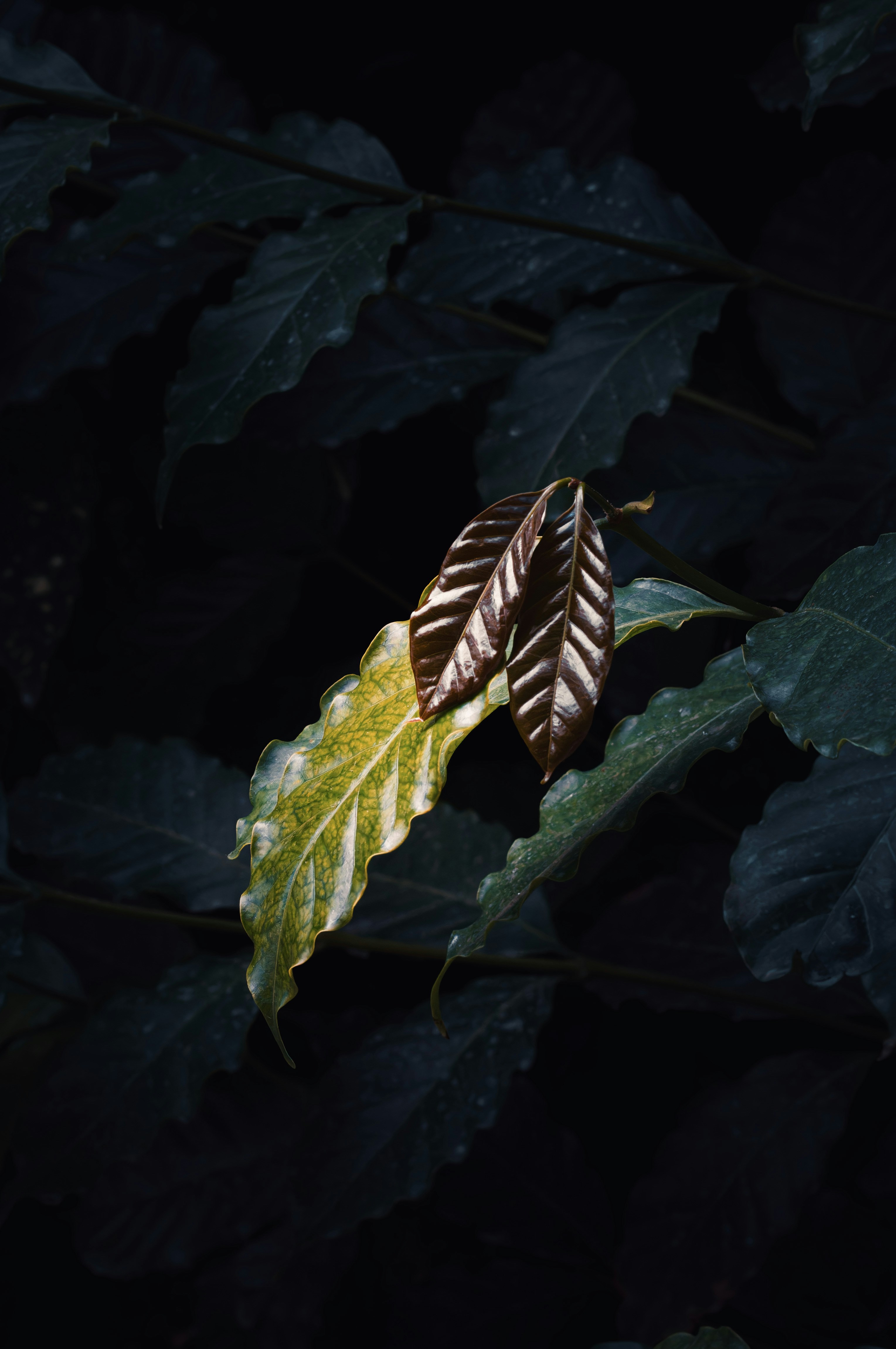 Una hoja verde con una raya marrón y blanca