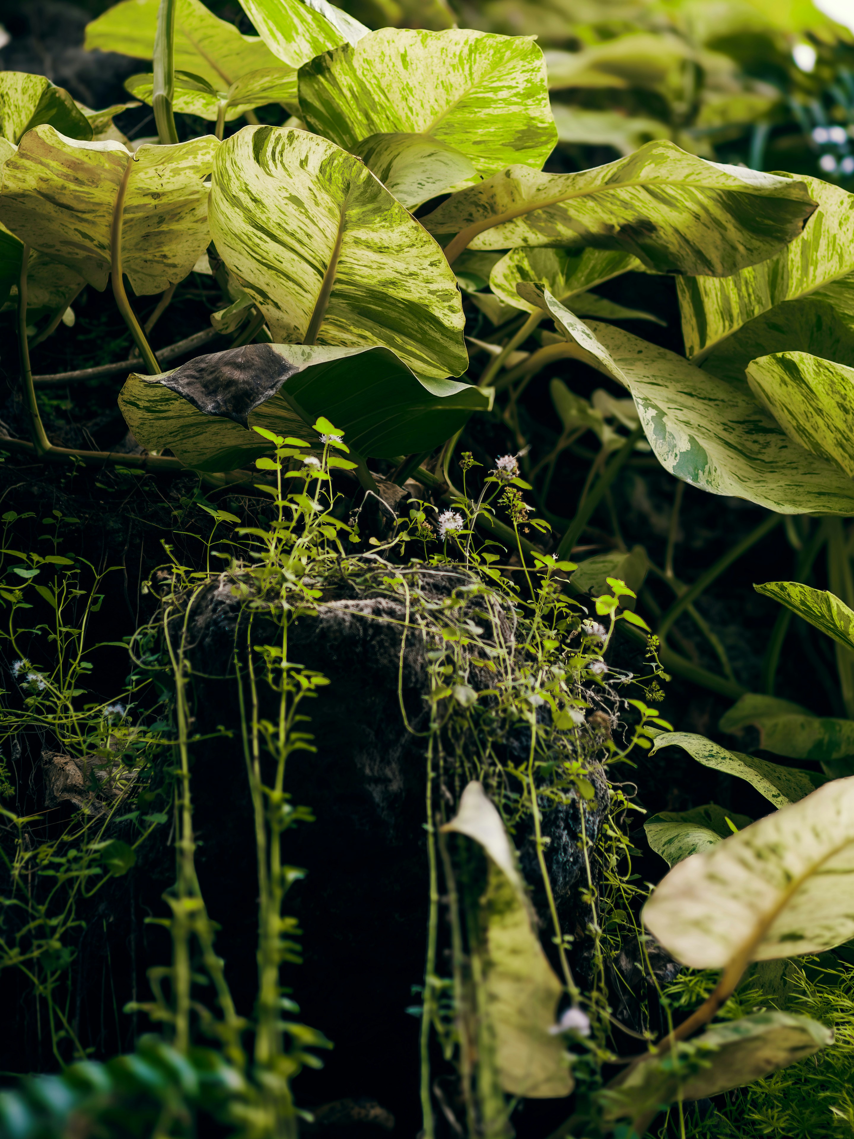 Un frondoso bosque verde lleno de plantas