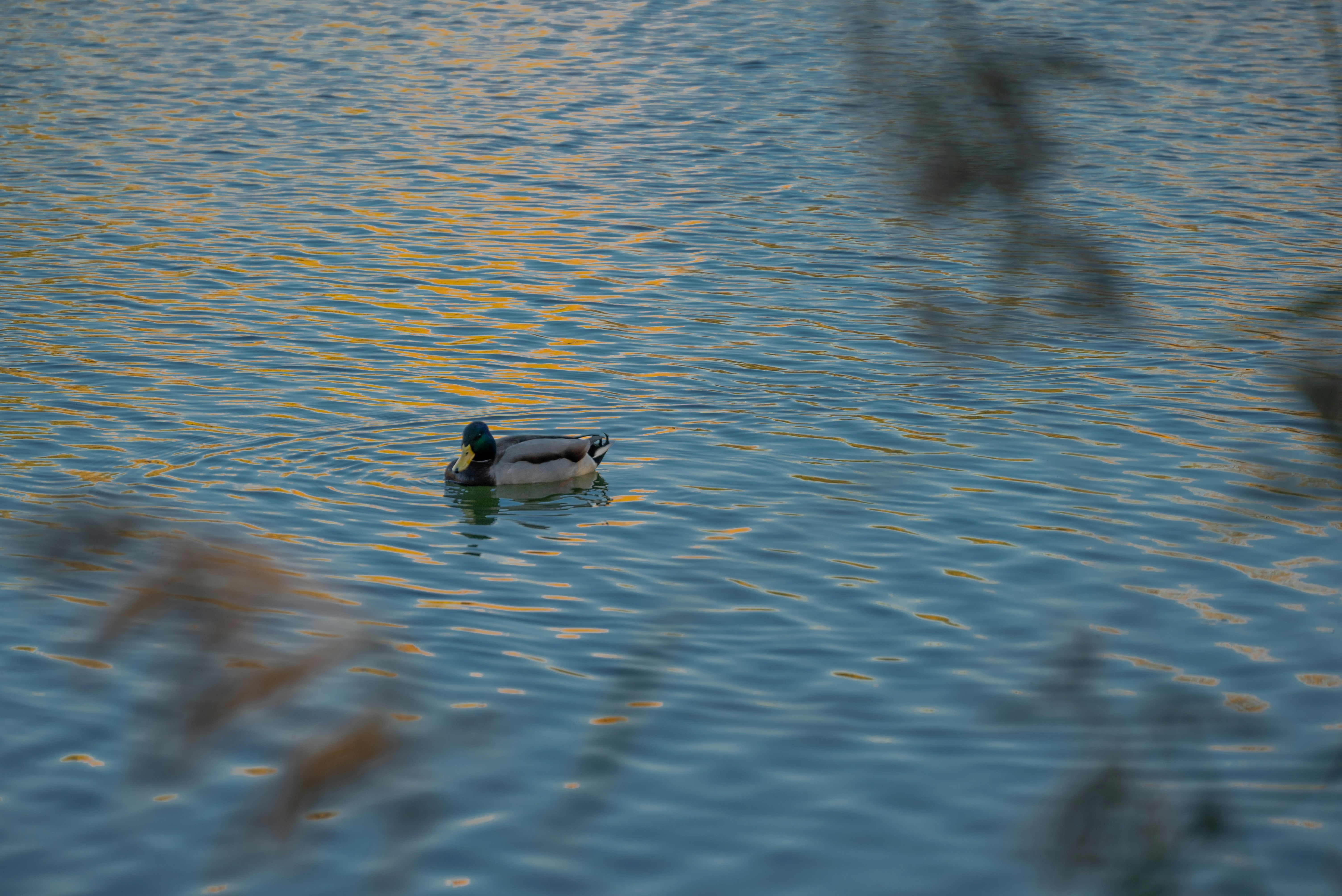 Photo by nikol_royce