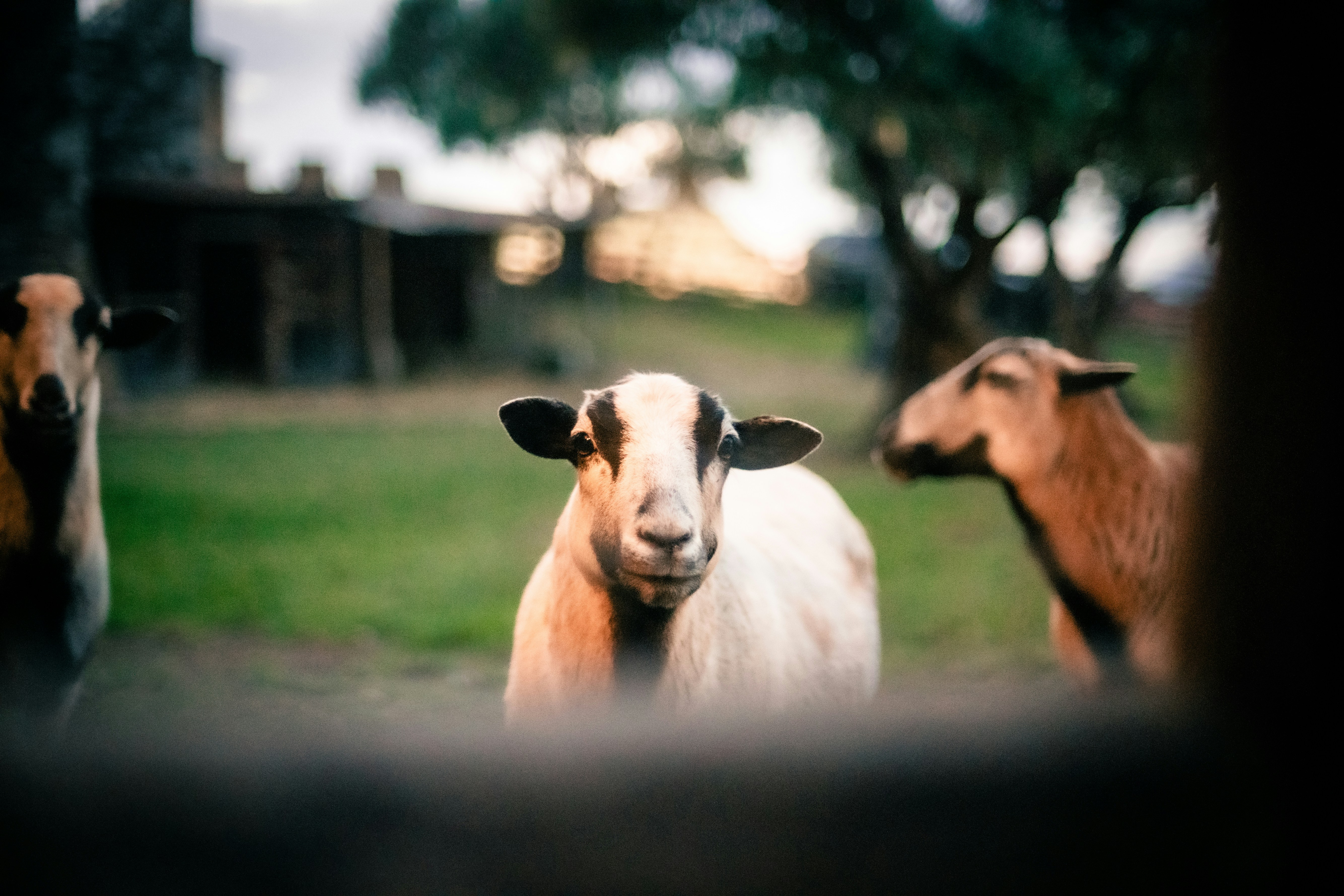 Photo by madeline_sd