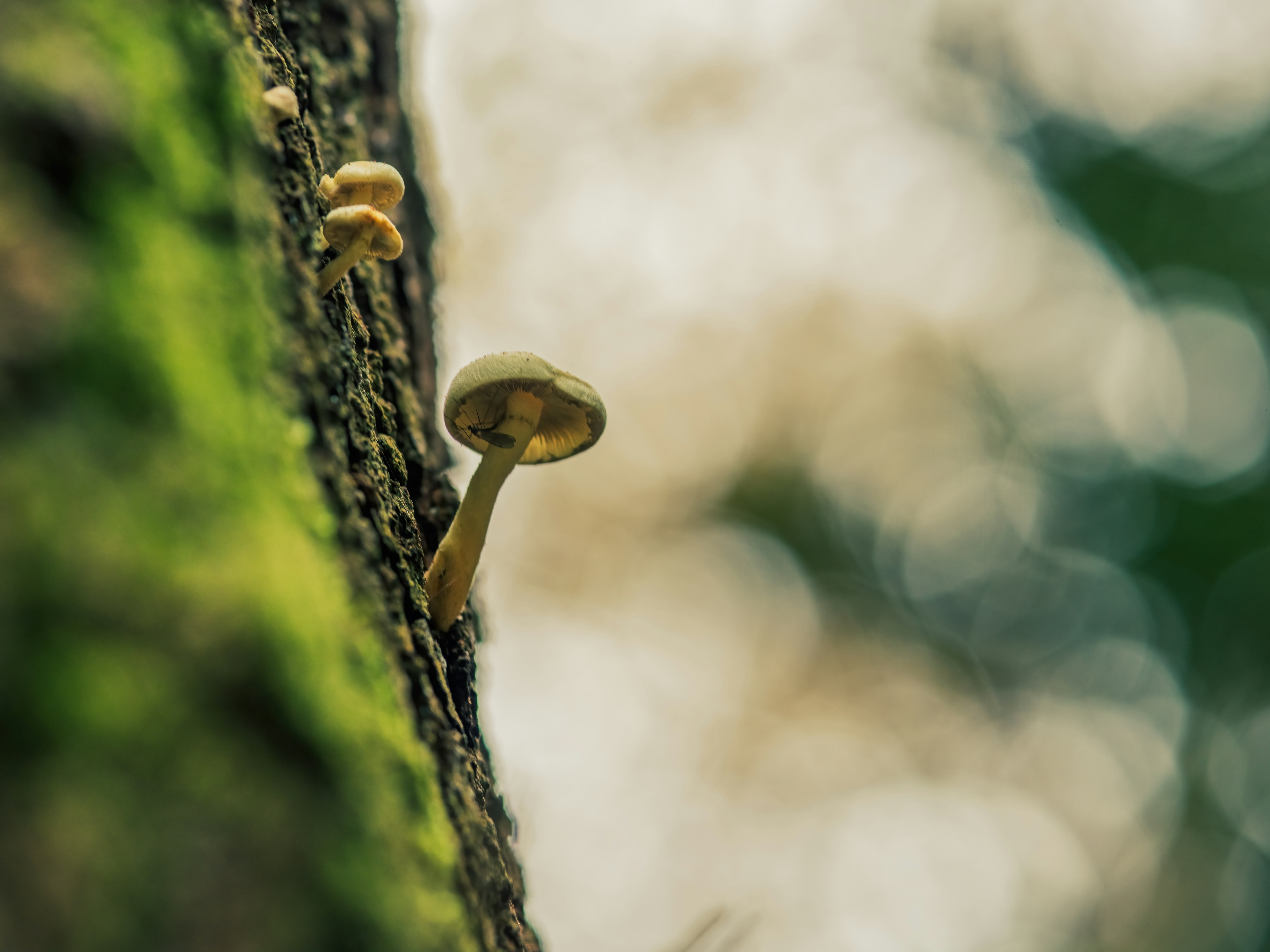 Photo by coombez
