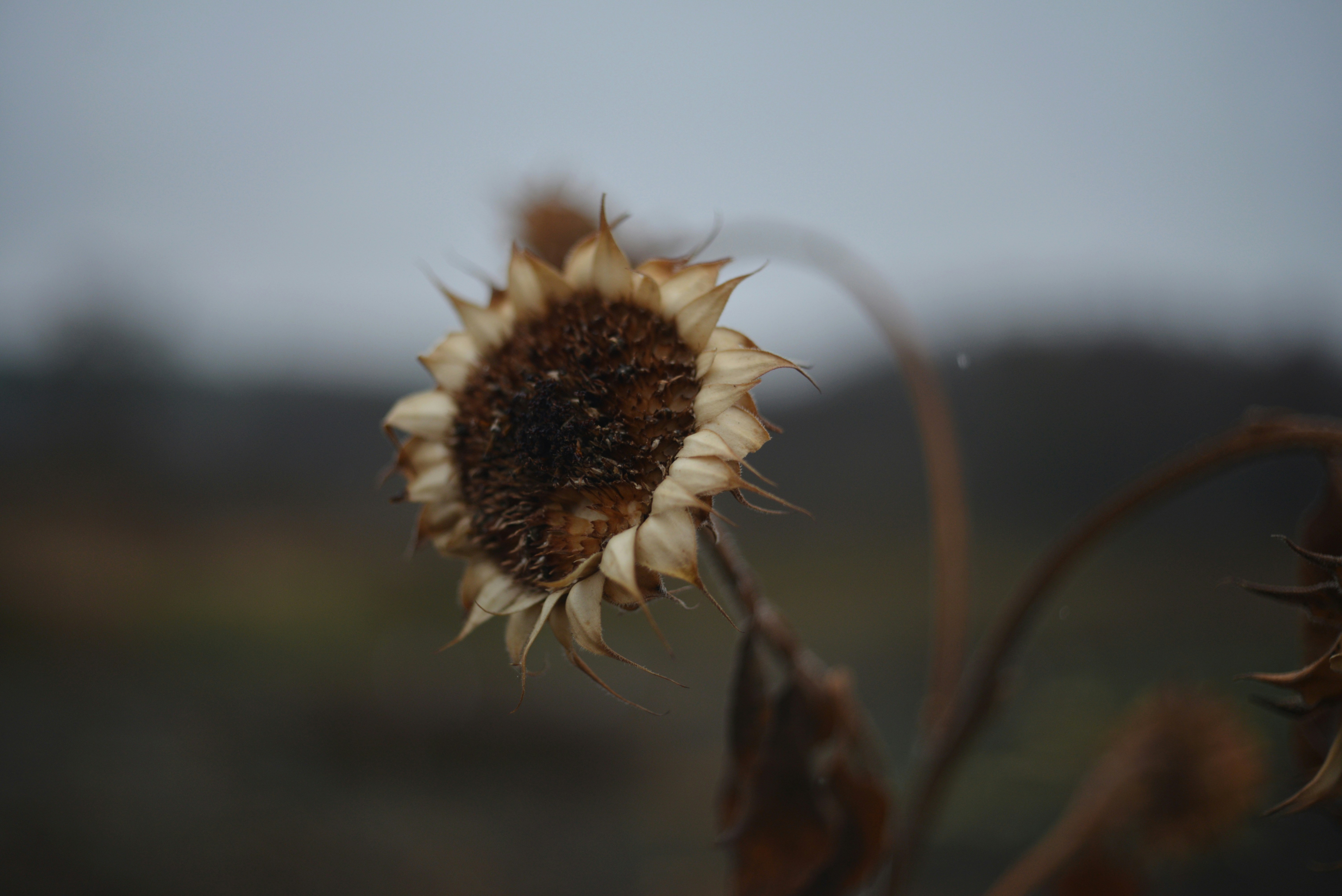 November Flower Pictures | Download Free Images on Unsplash