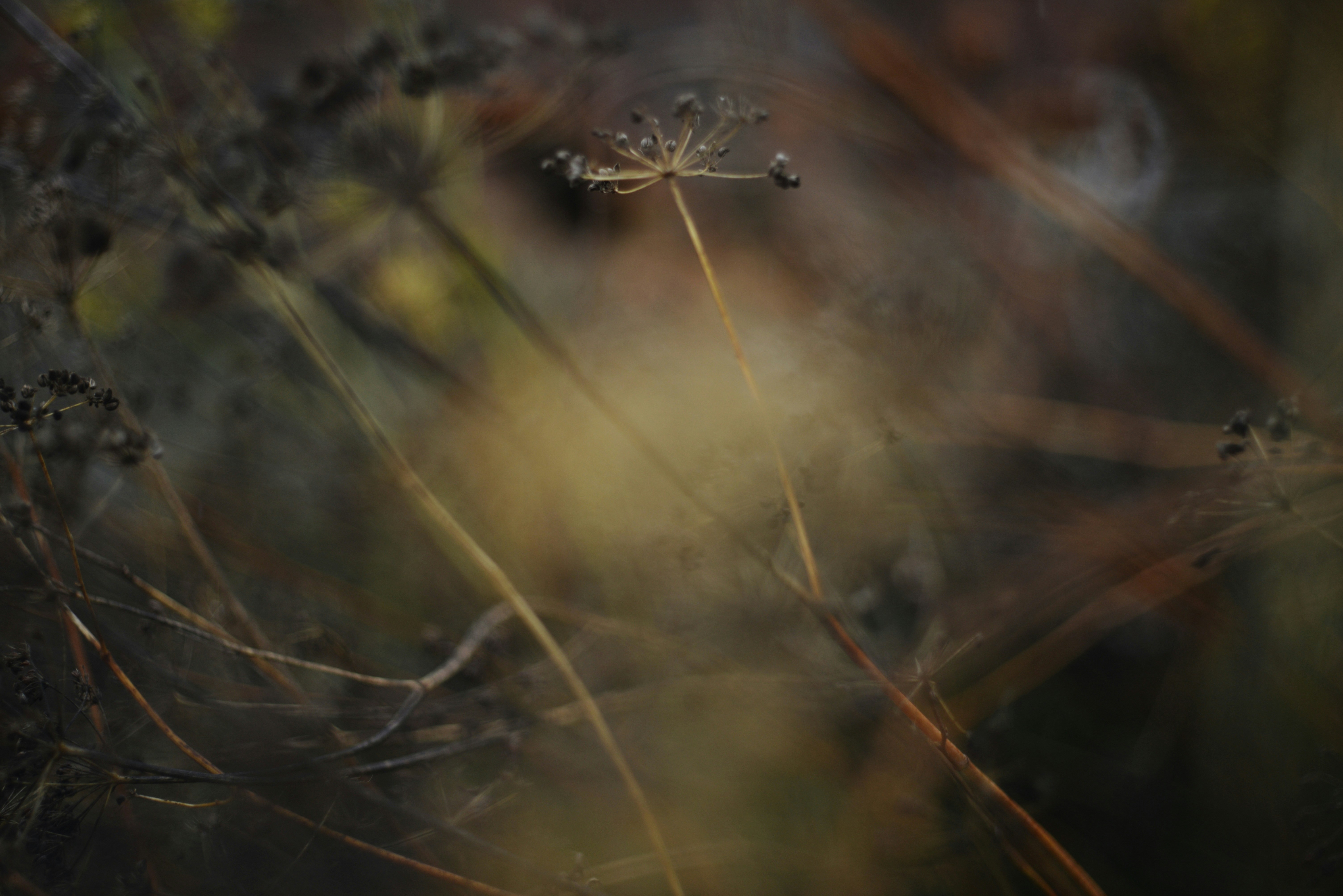 Photo by cherstve_pechivo