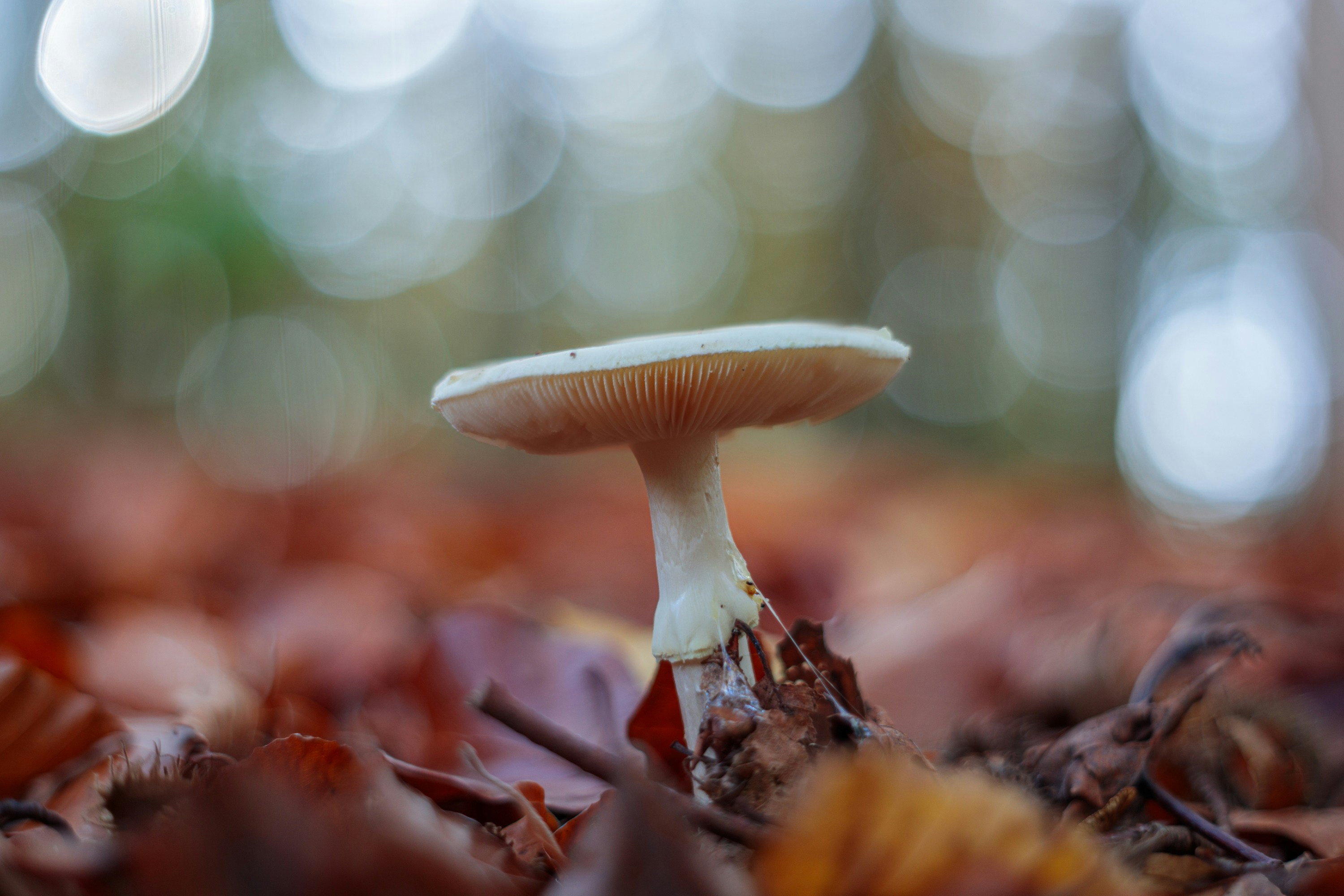 A mushroom sitting on top of a pile of leaves