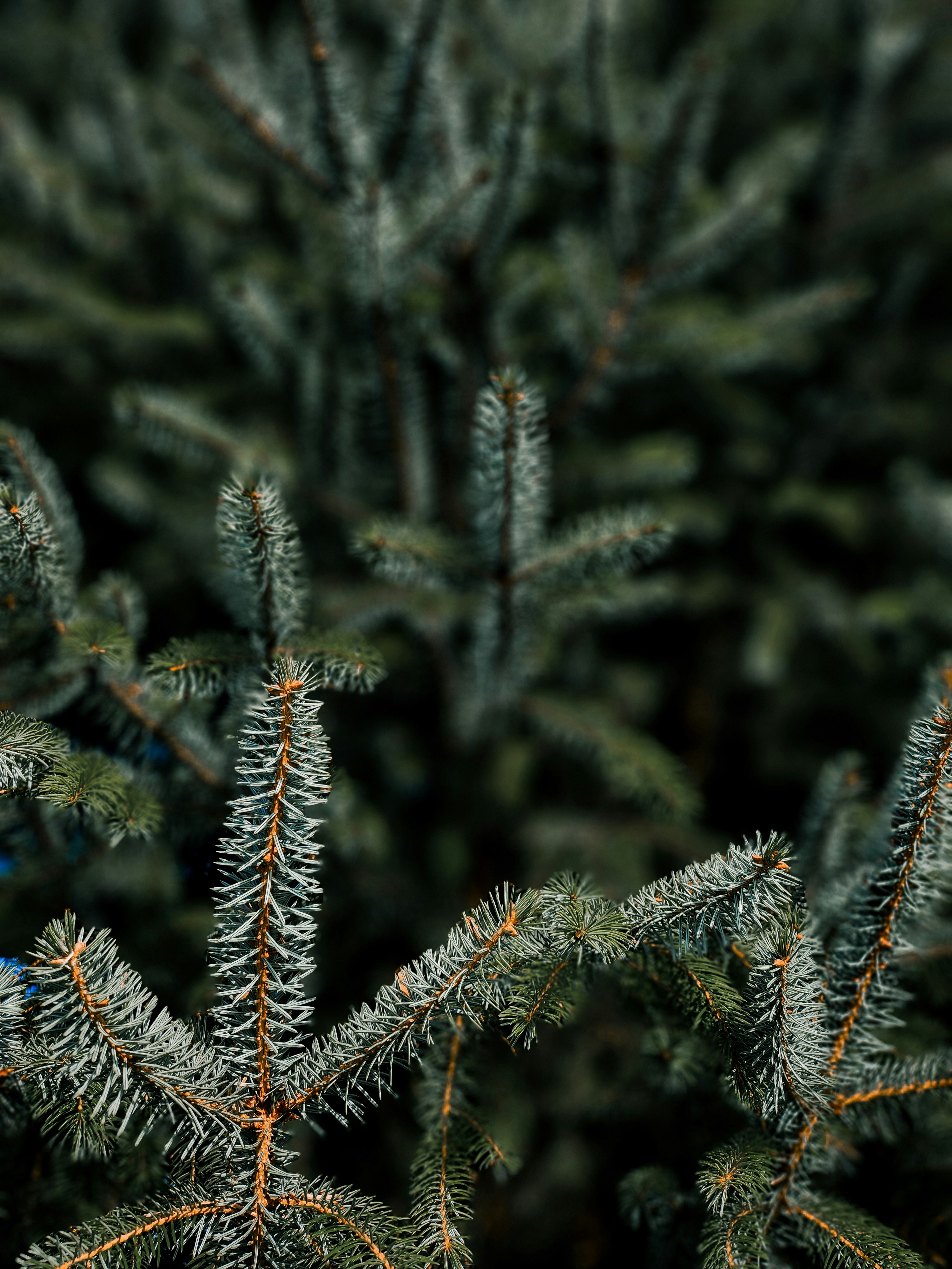 Photo by scrollwhisper