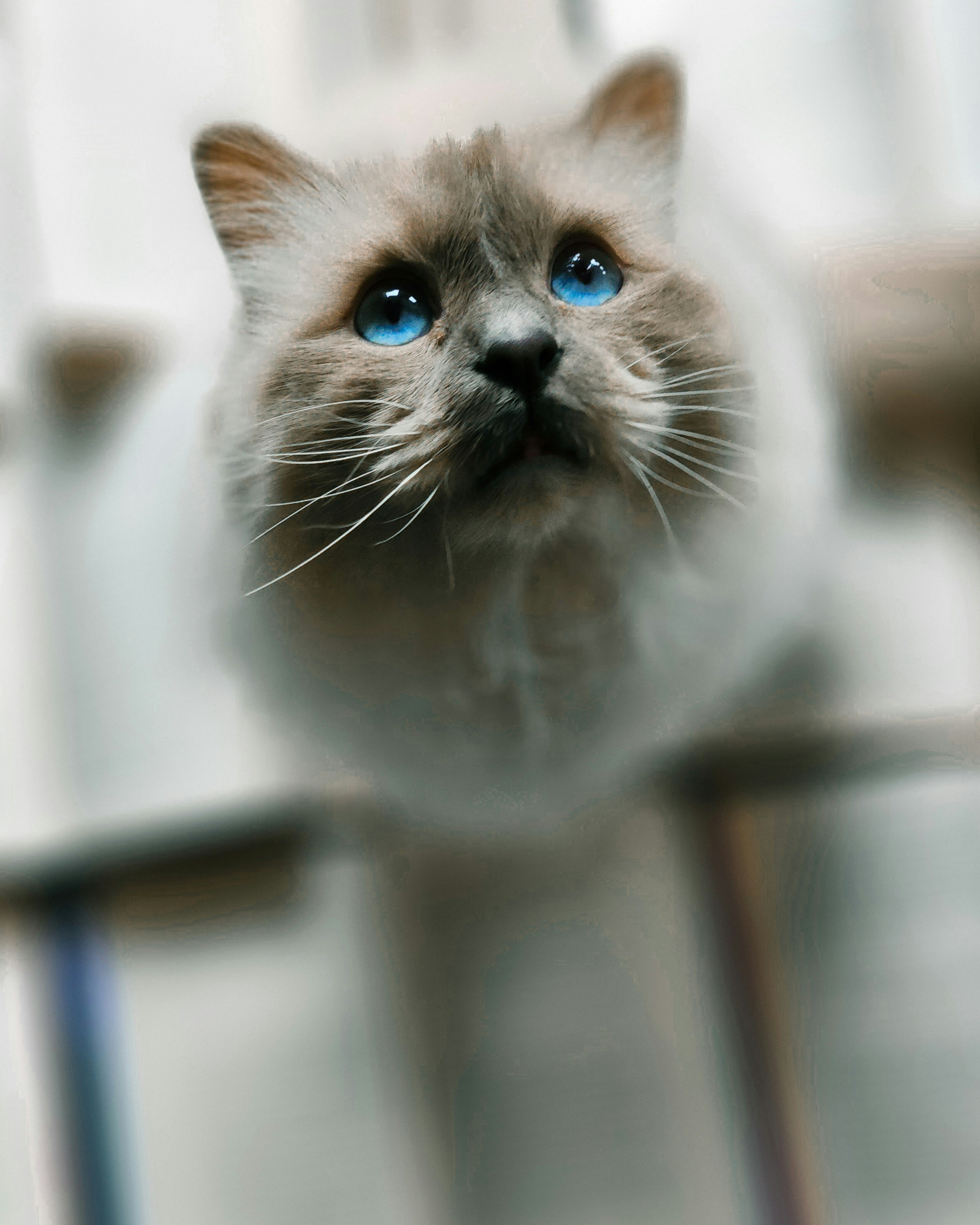 Birman: The Sacred and Serene Companion (image credits: unsplash)