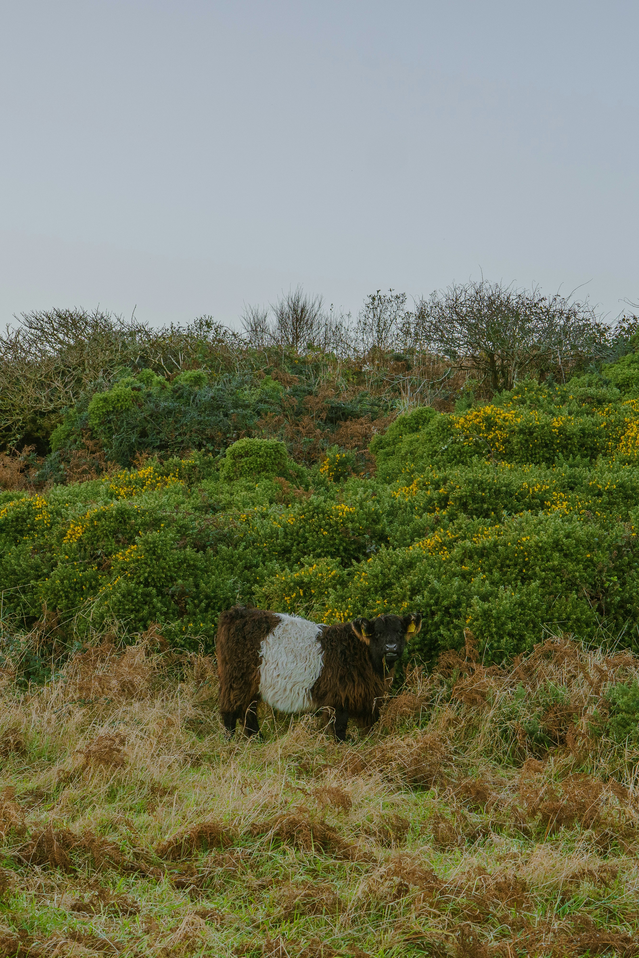A brown and white cow standing on top of a lush green hillside