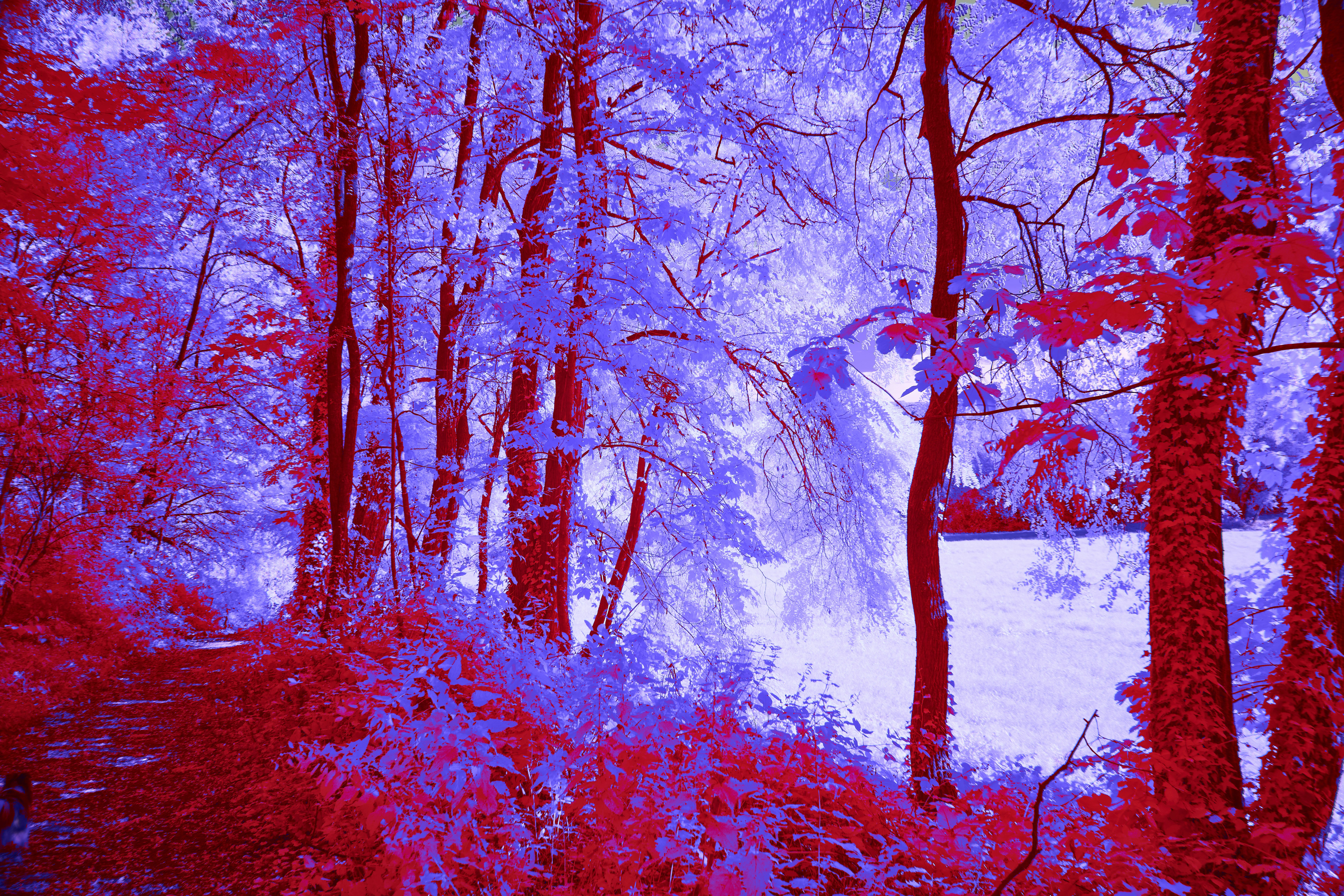 Photo by wolfgang_hasselmann