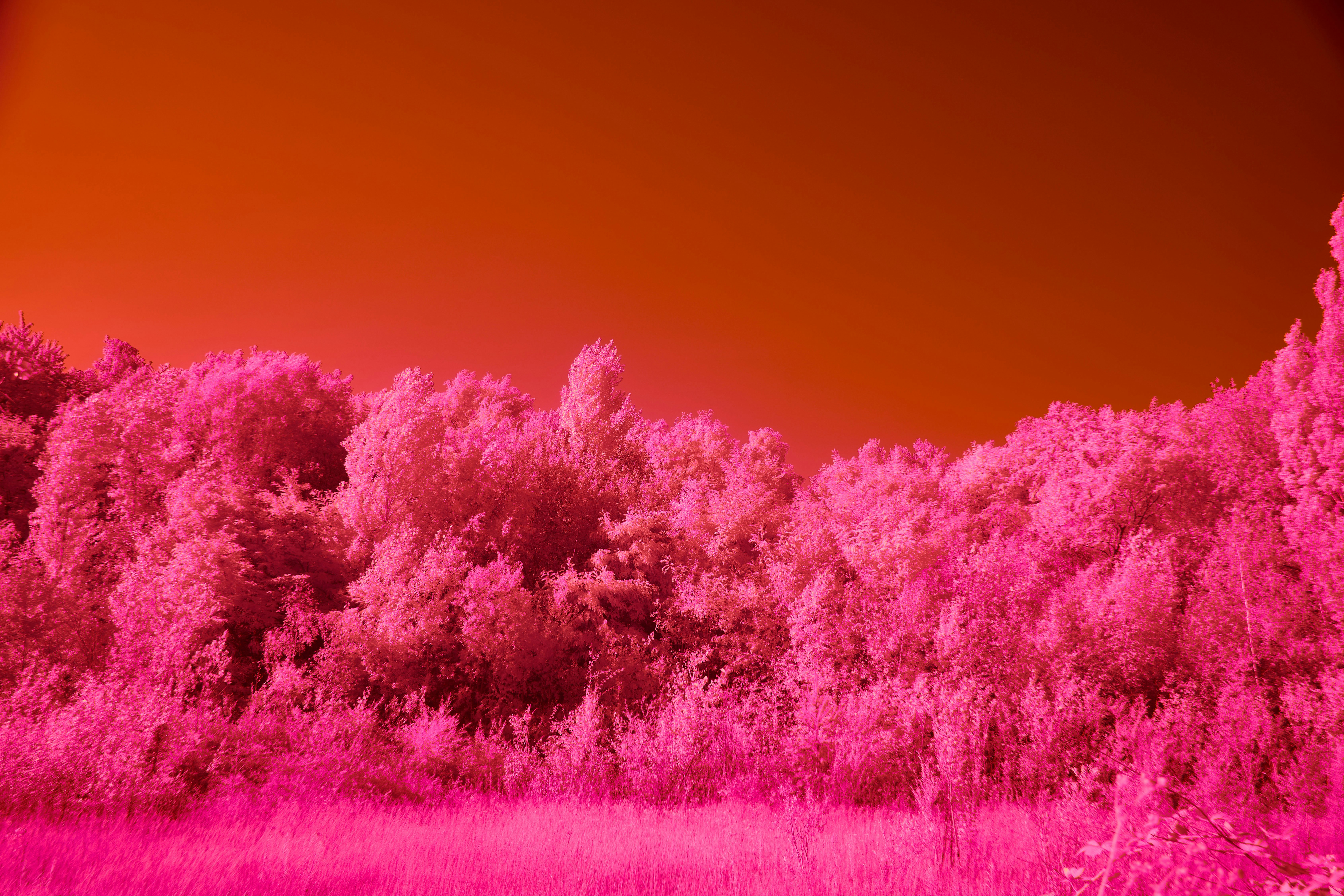 Photo by wolfgang_hasselmann