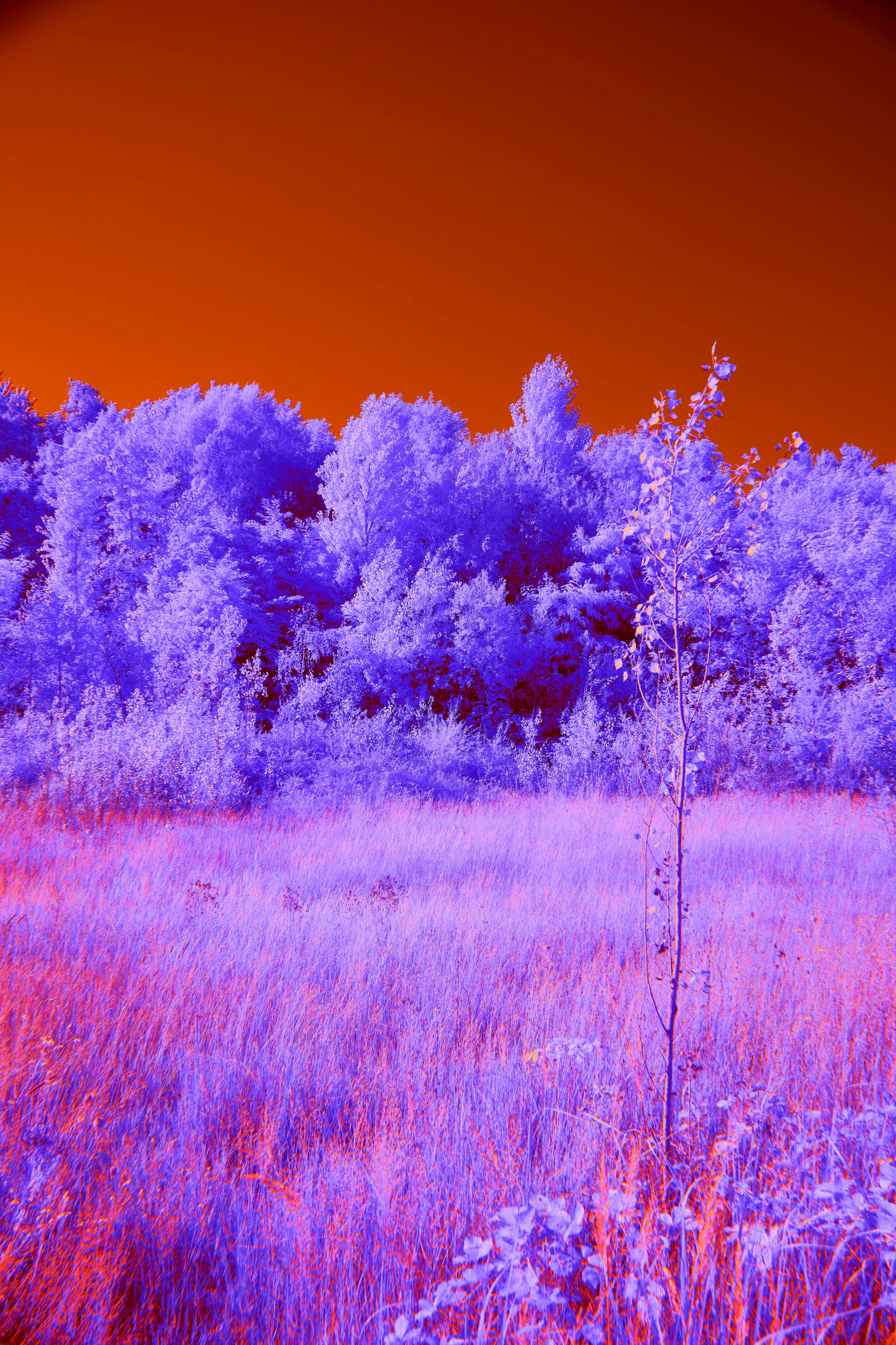 Photo by wolfgang_hasselmann