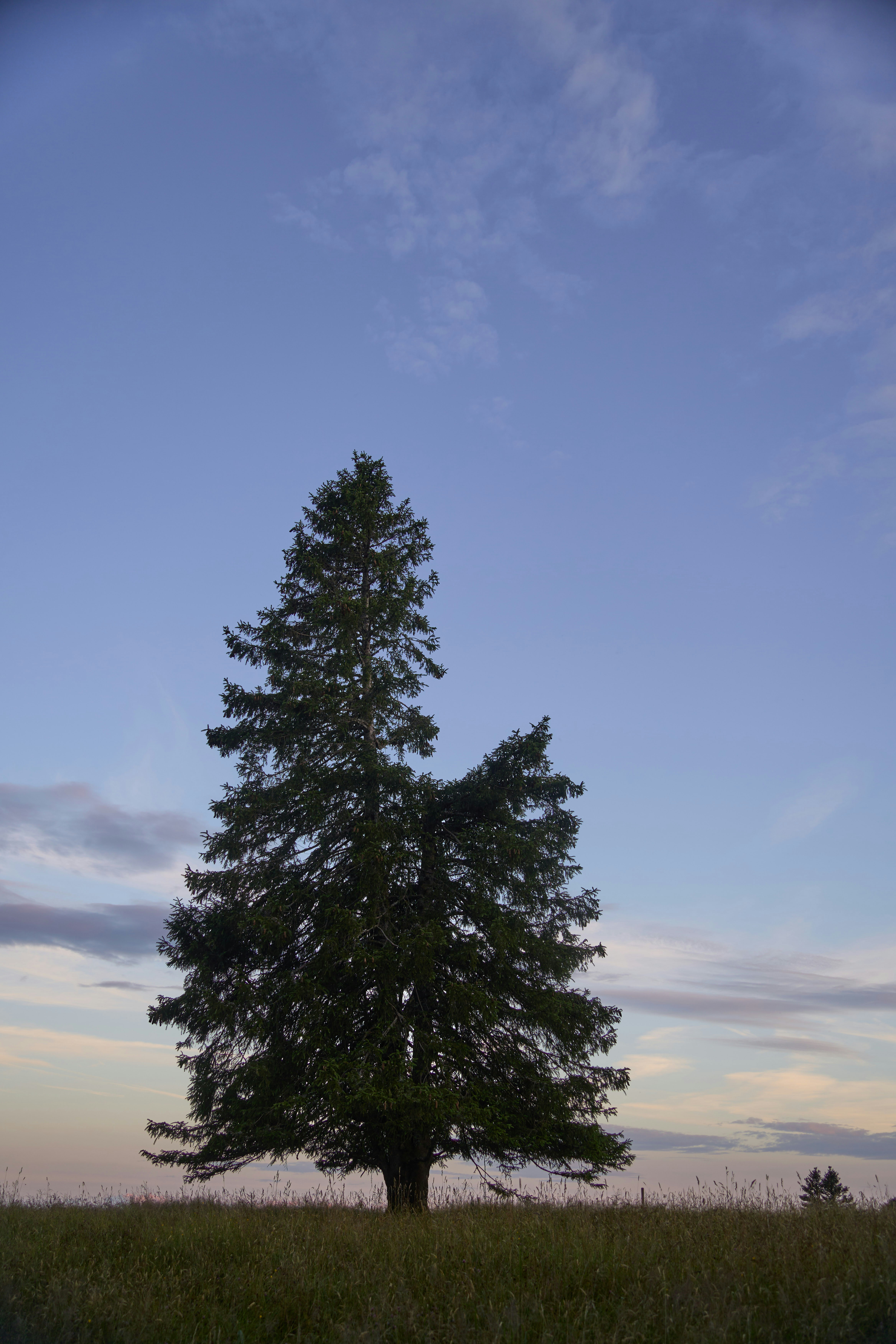 Photo by wolfgang_hasselmann