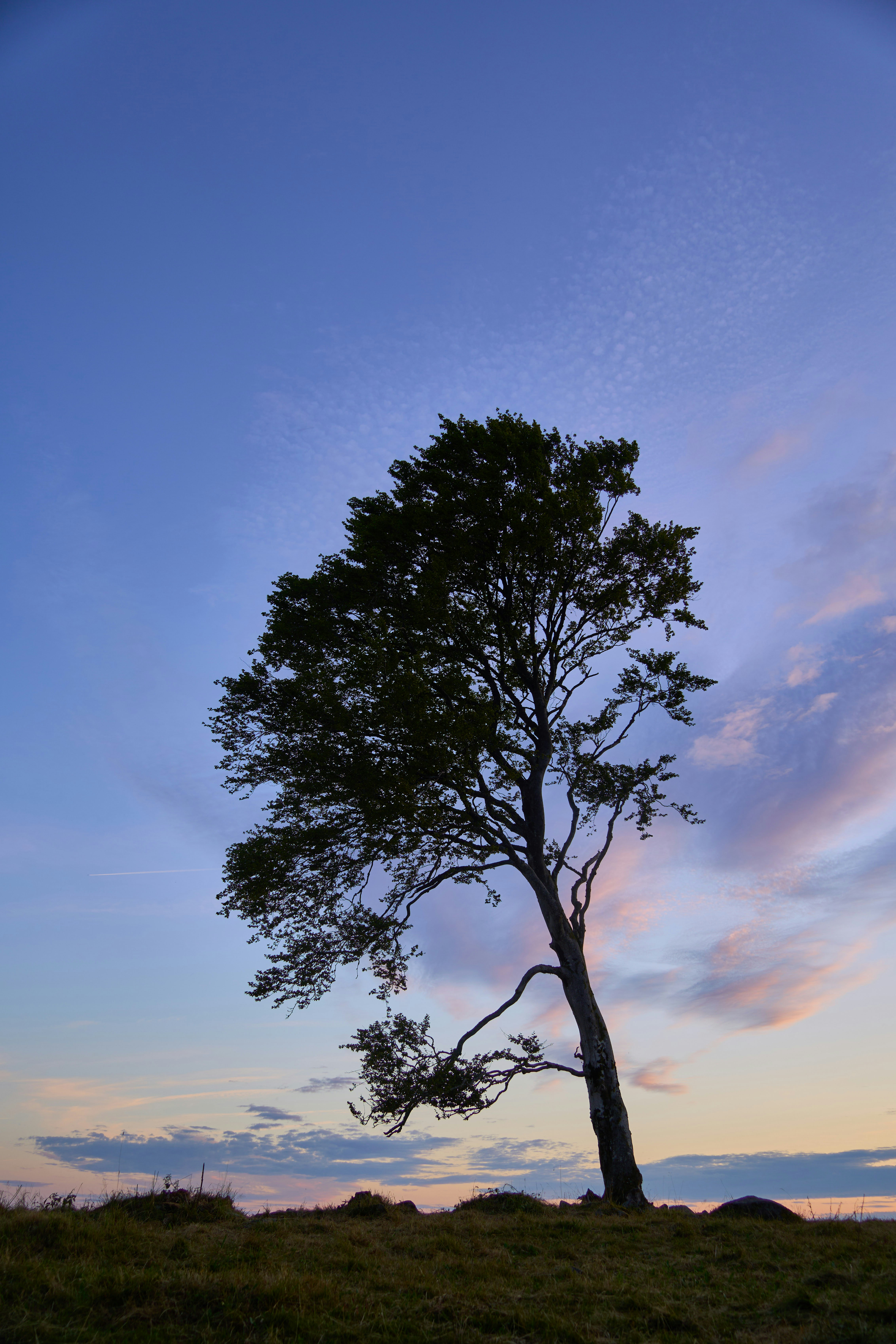 Photo by wolfgang_hasselmann