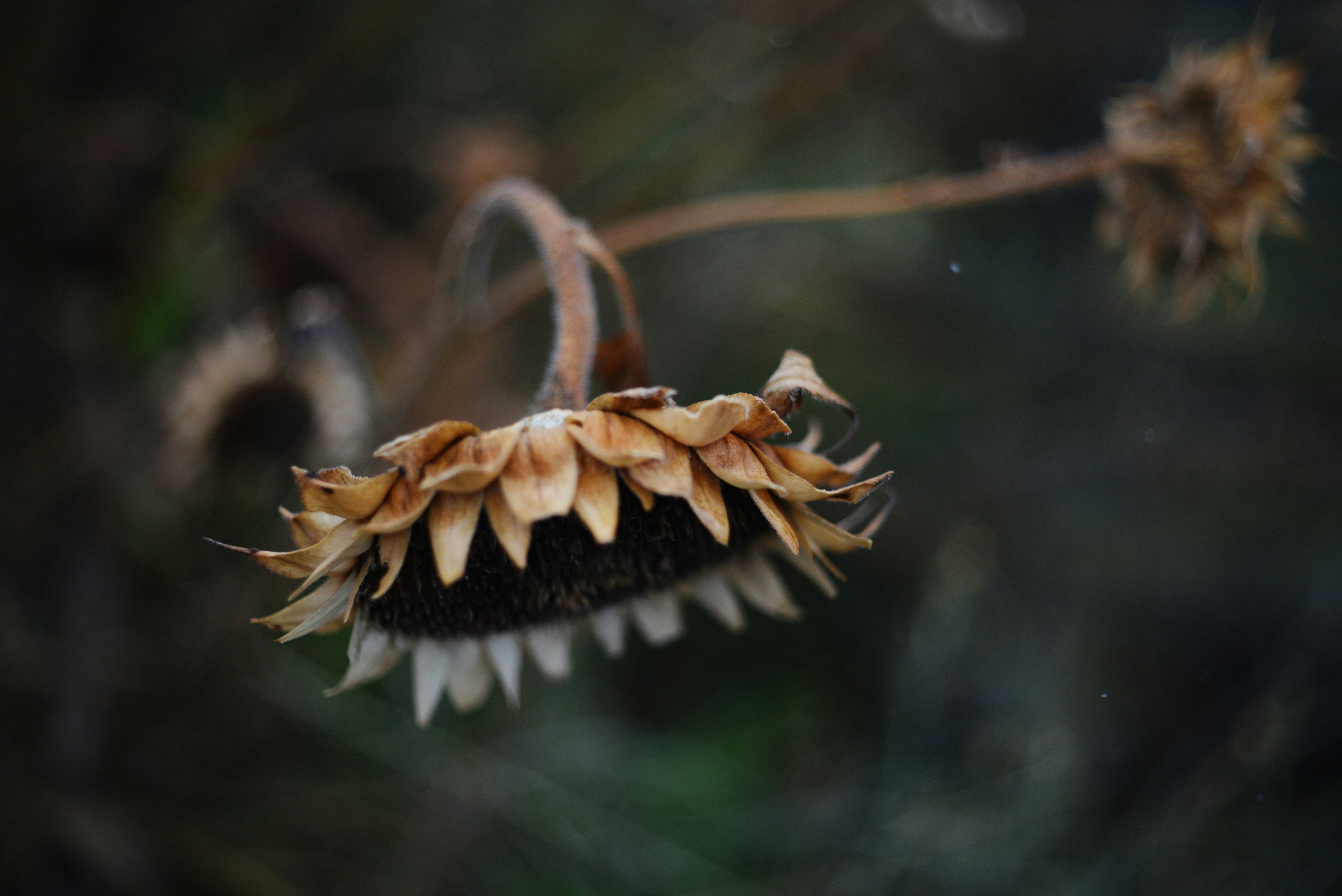 枯れた花の写真 | Unsplashで無料写真をダウンロードする