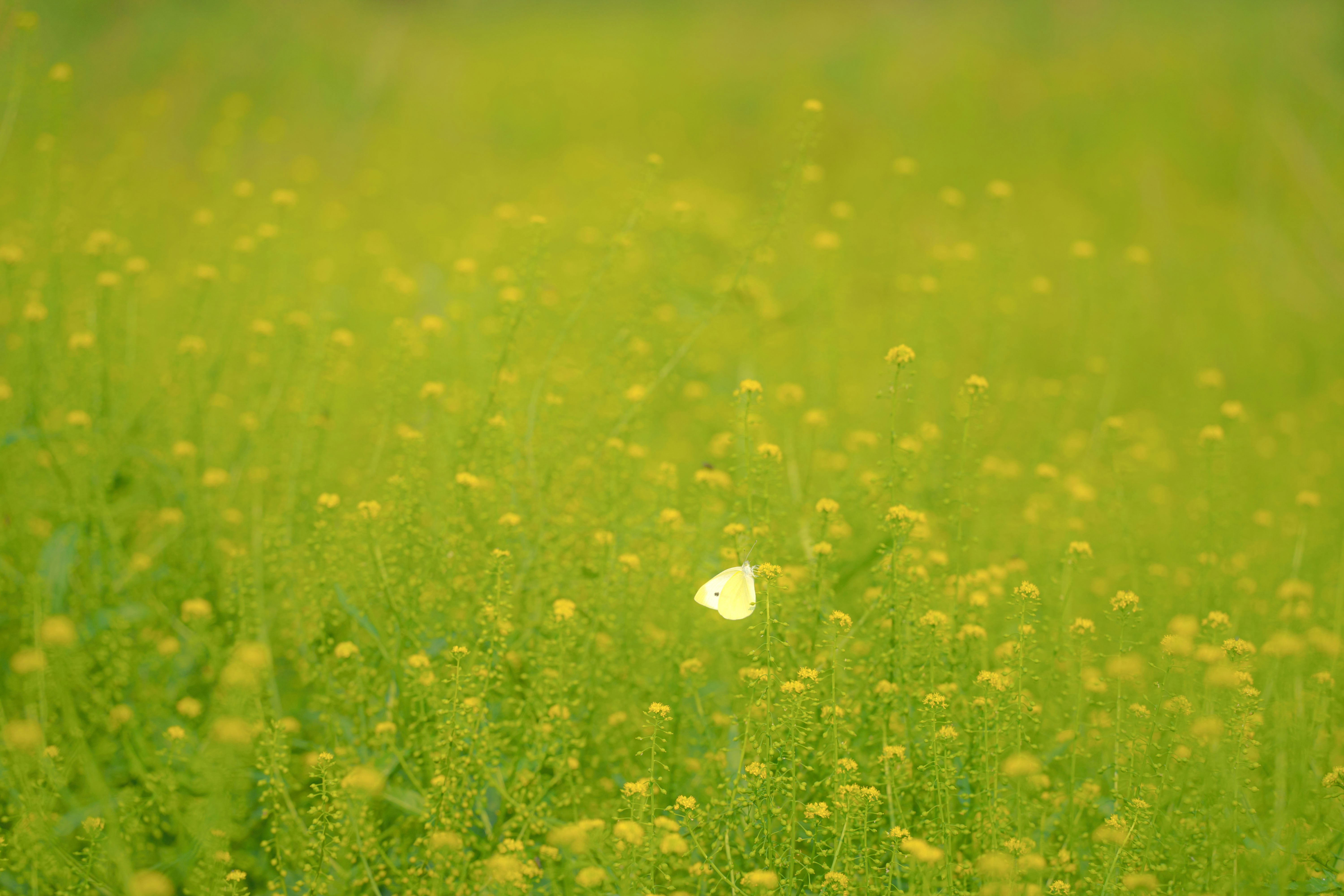 Photo by xiexianghua