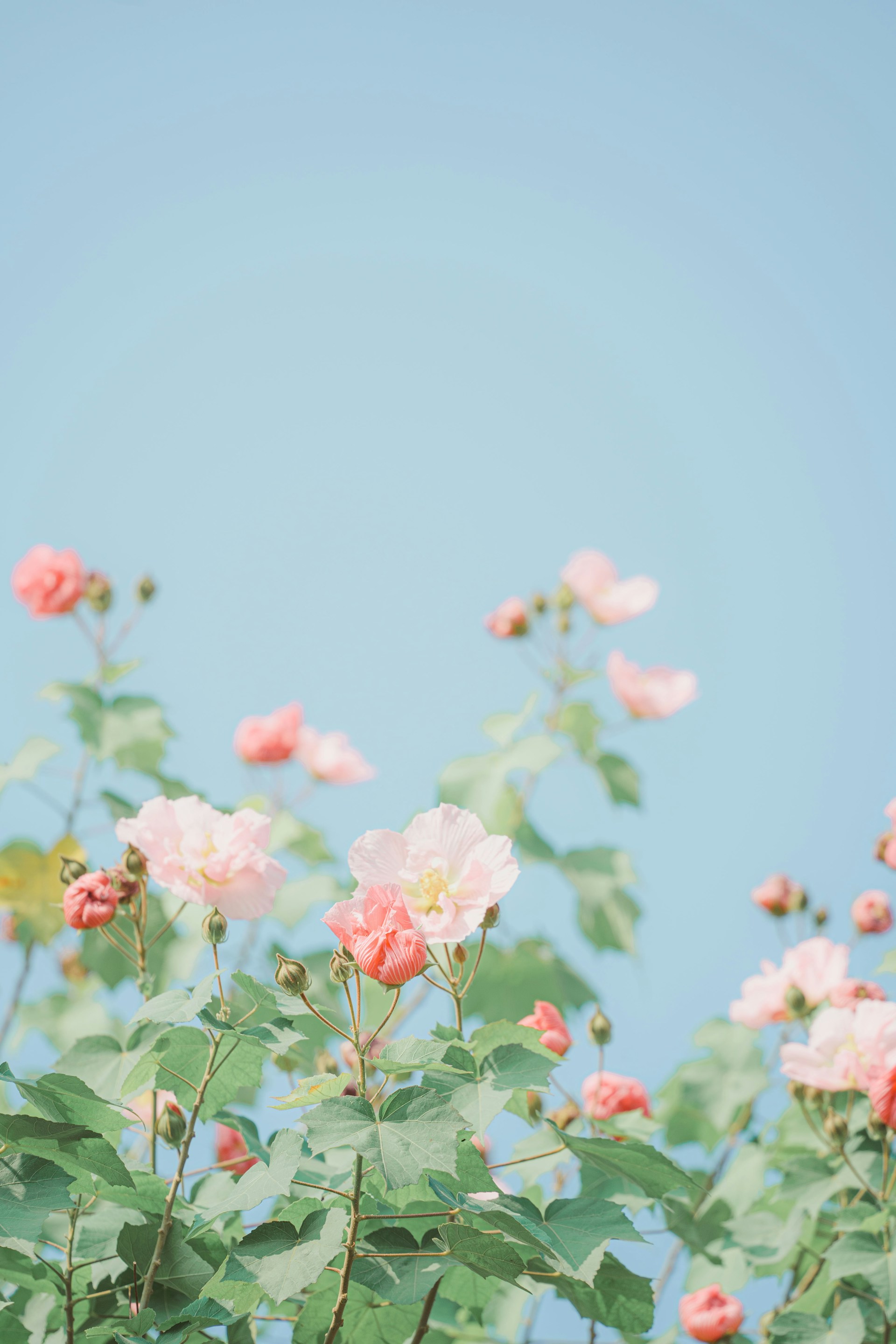 A bunch of flowers that are in the grass
