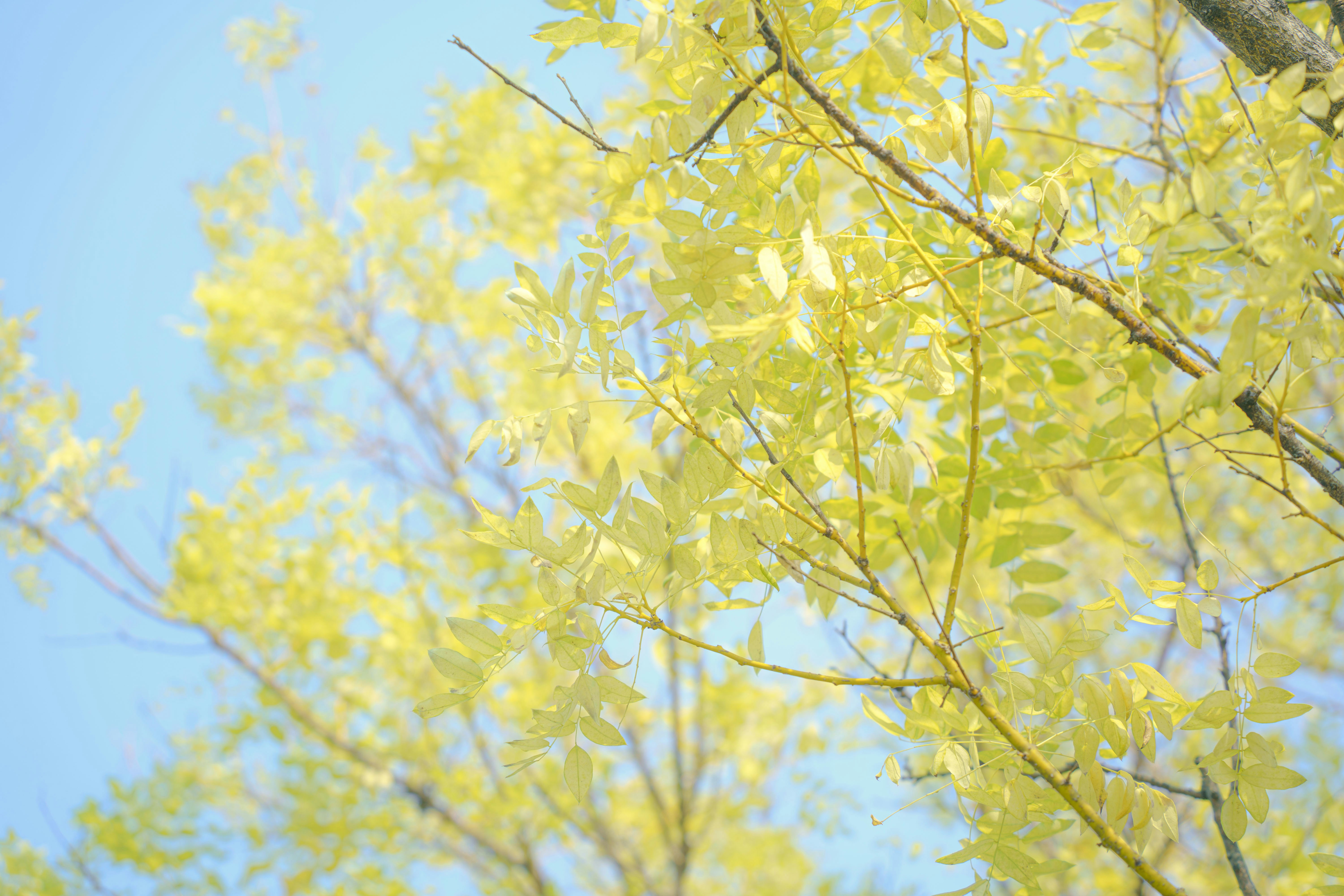 Photo by xiexianghua