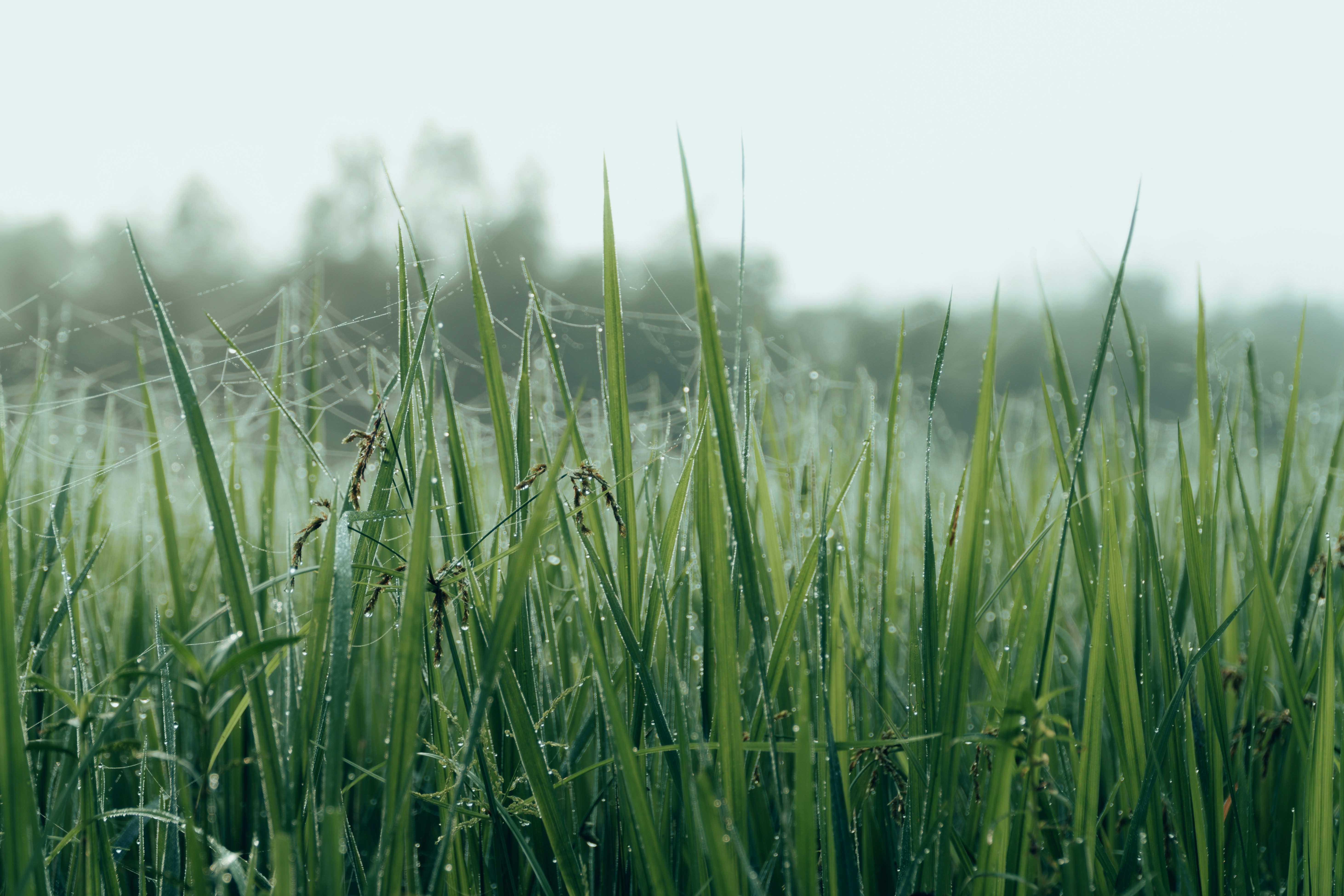 Photo by abdulkayum97