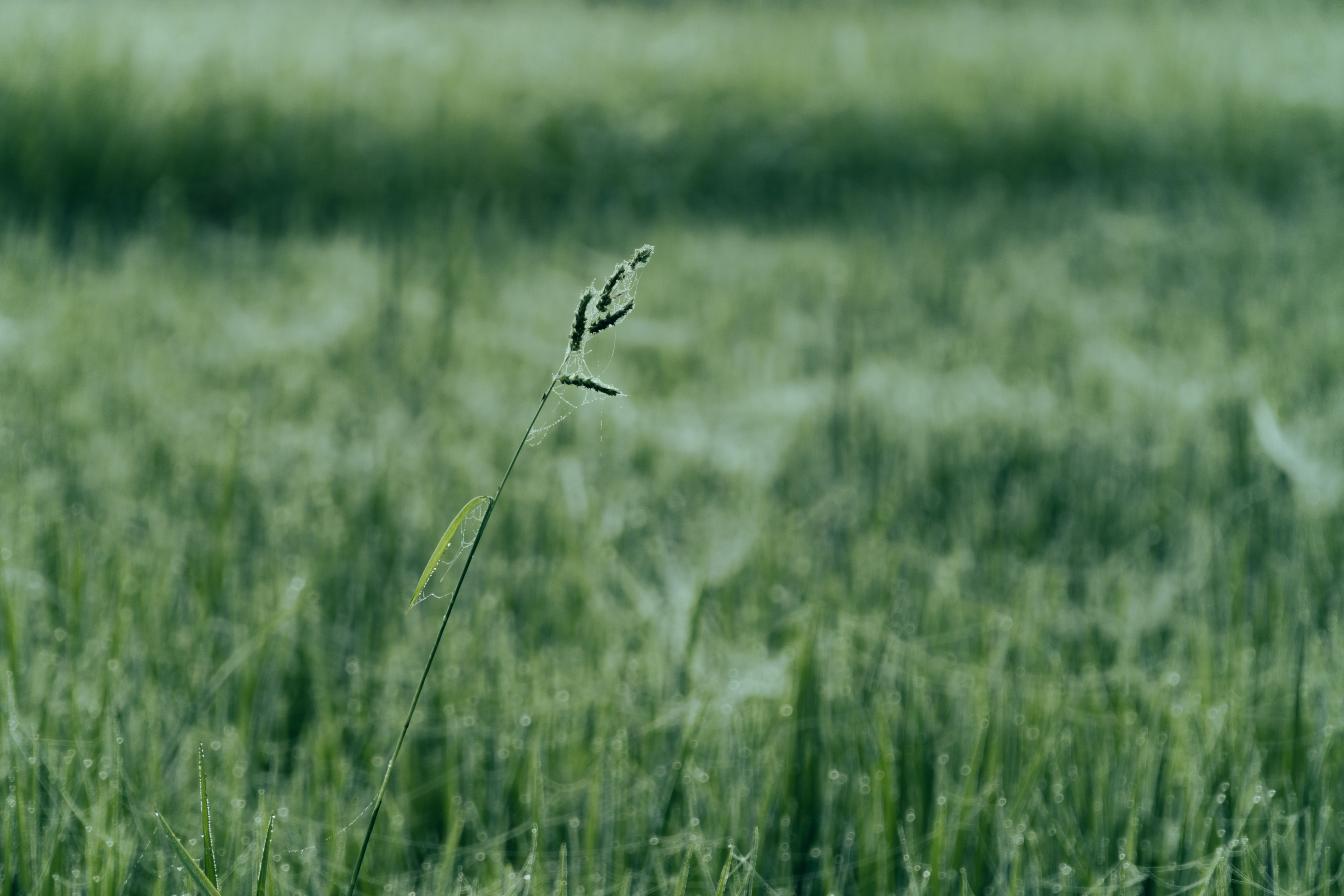 Photo by abdulkayum97