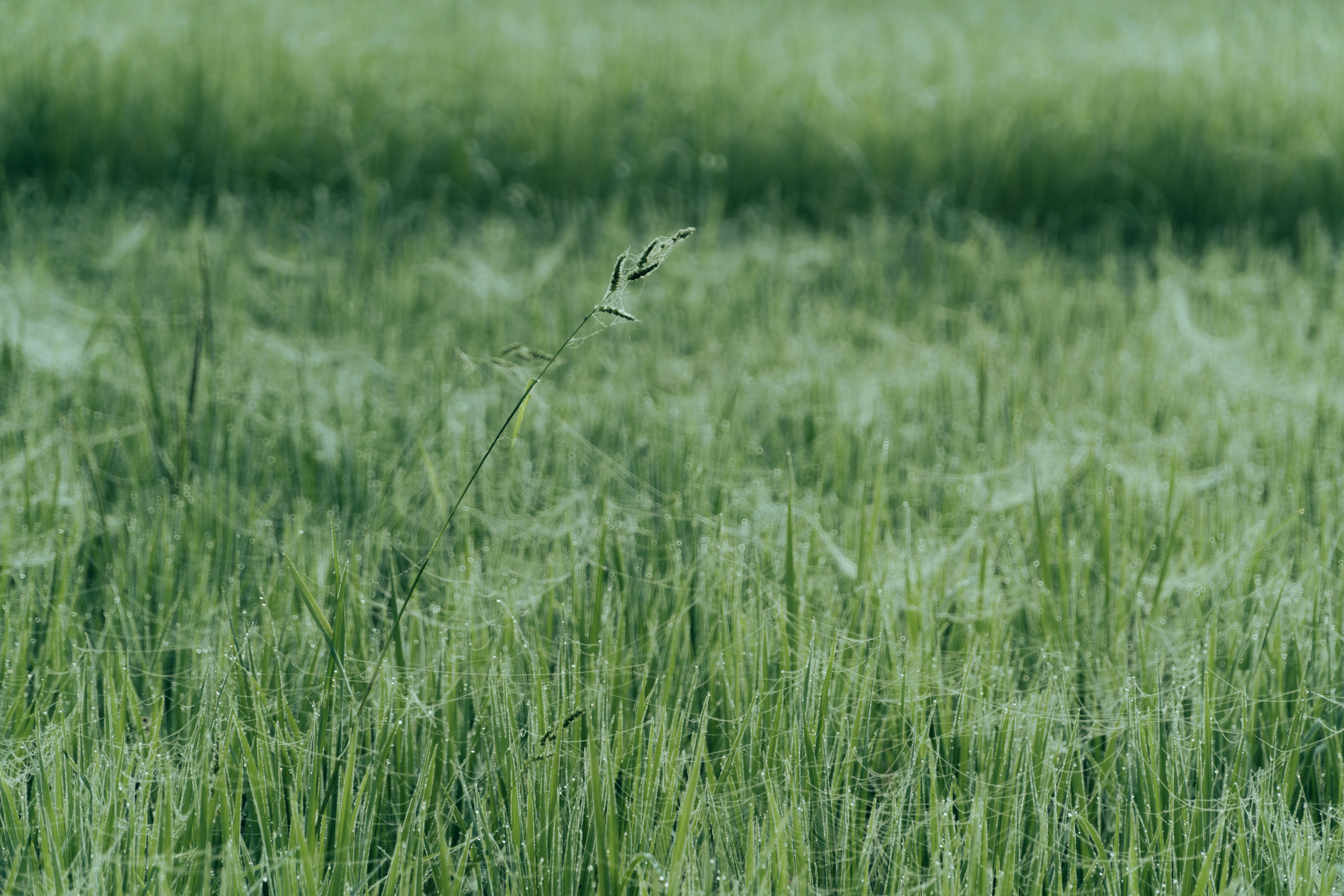 Photo by abdulkayum97