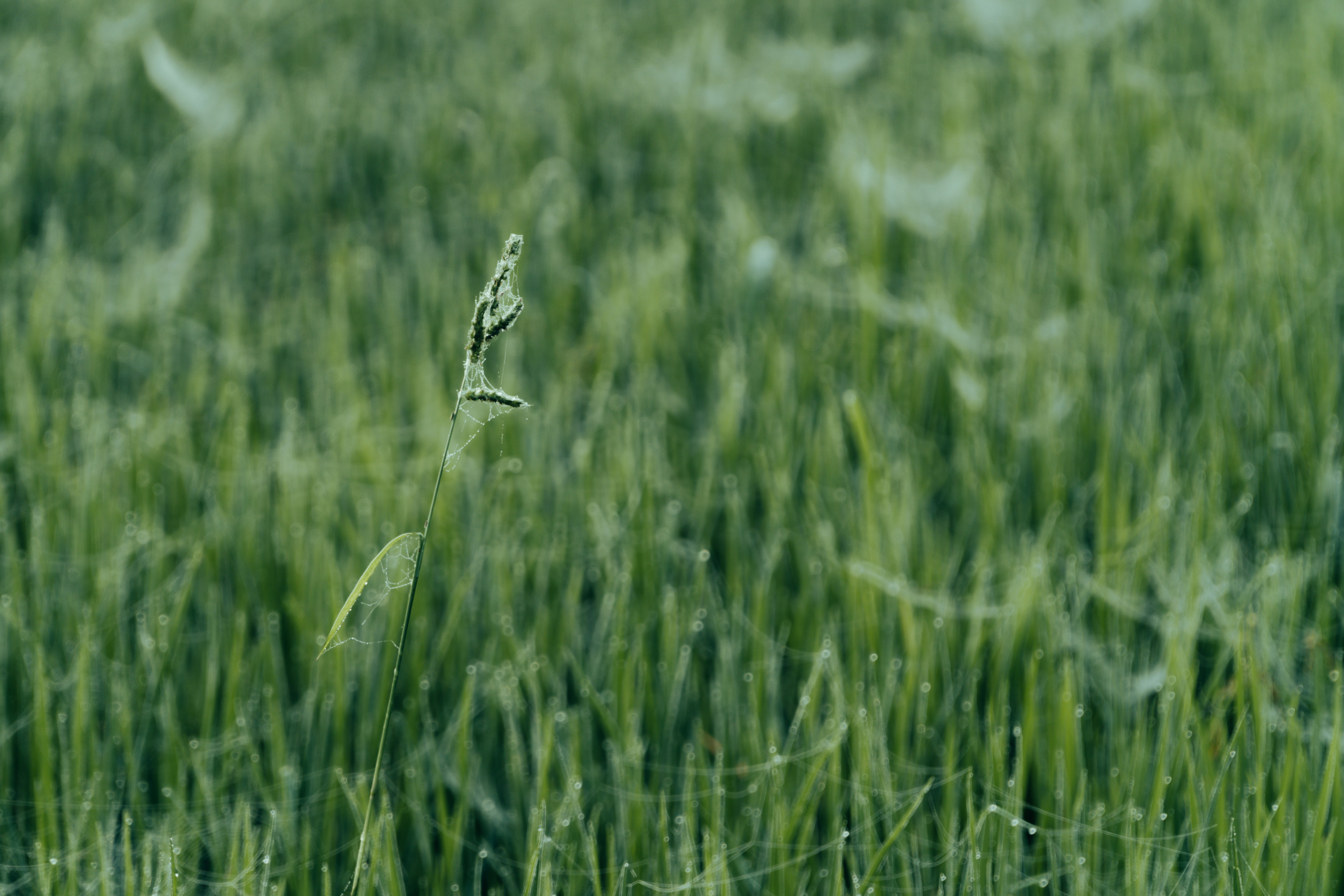 Photo by abdulkayum97