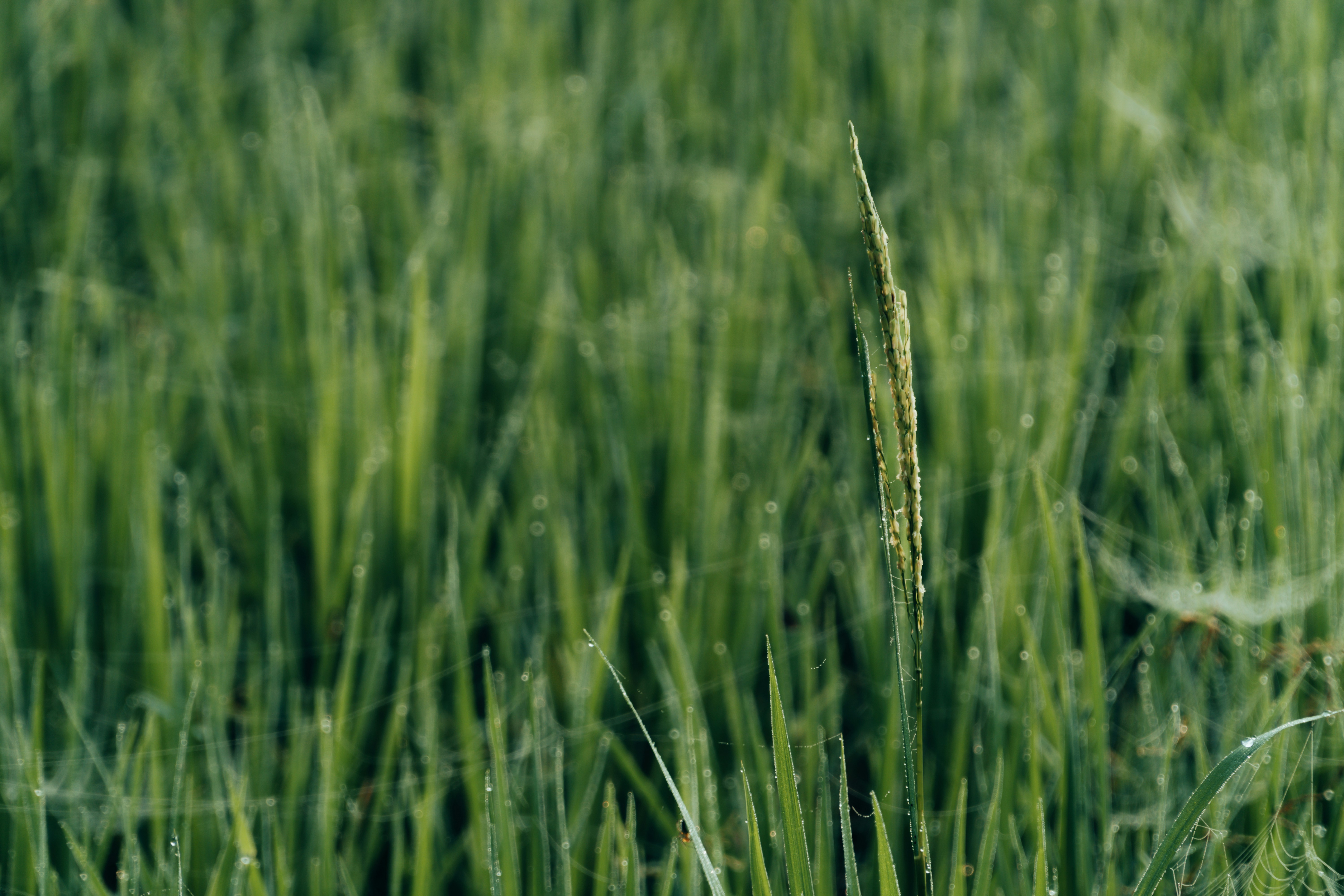 Photo by abdulkayum97