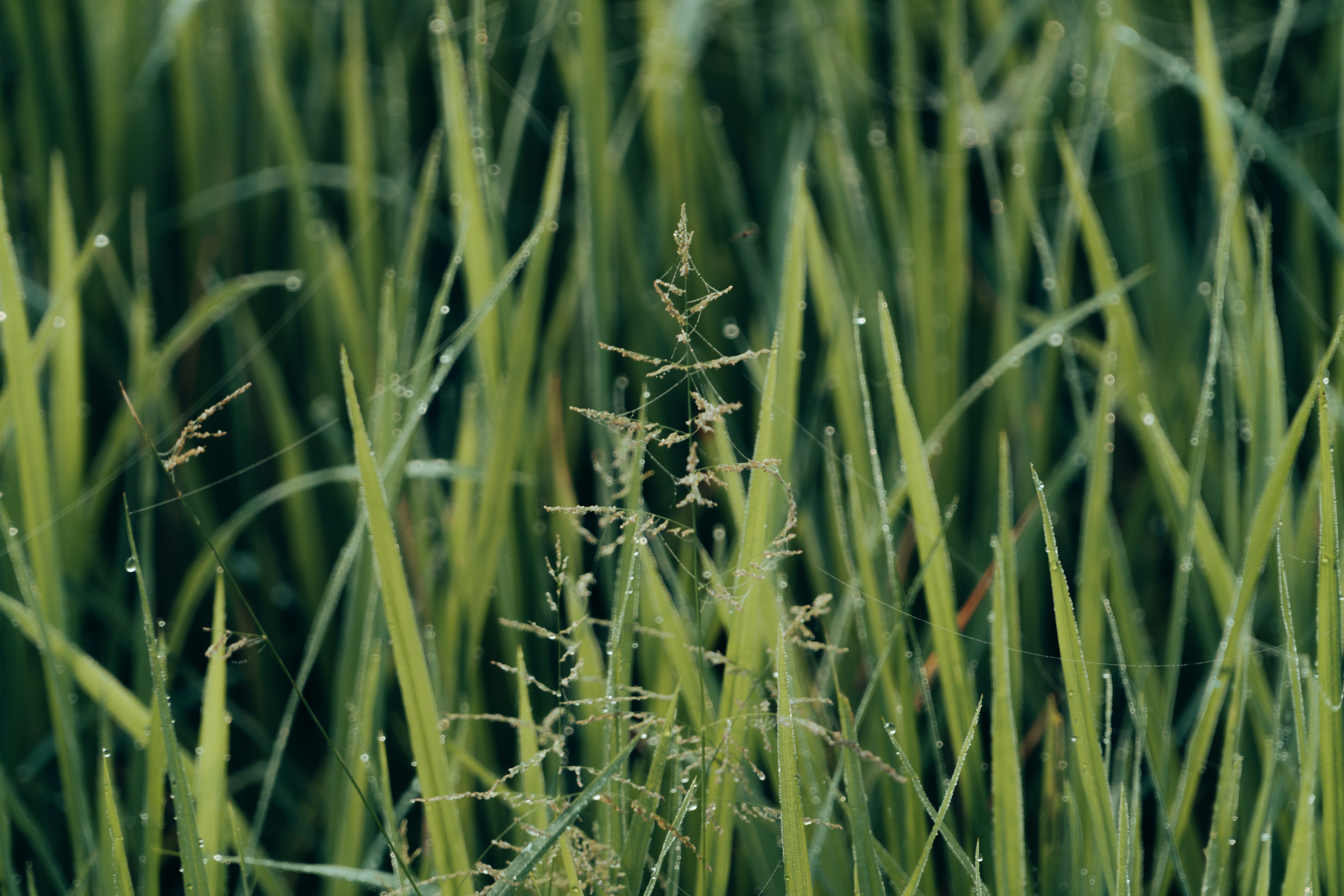 Photo by abdulkayum97