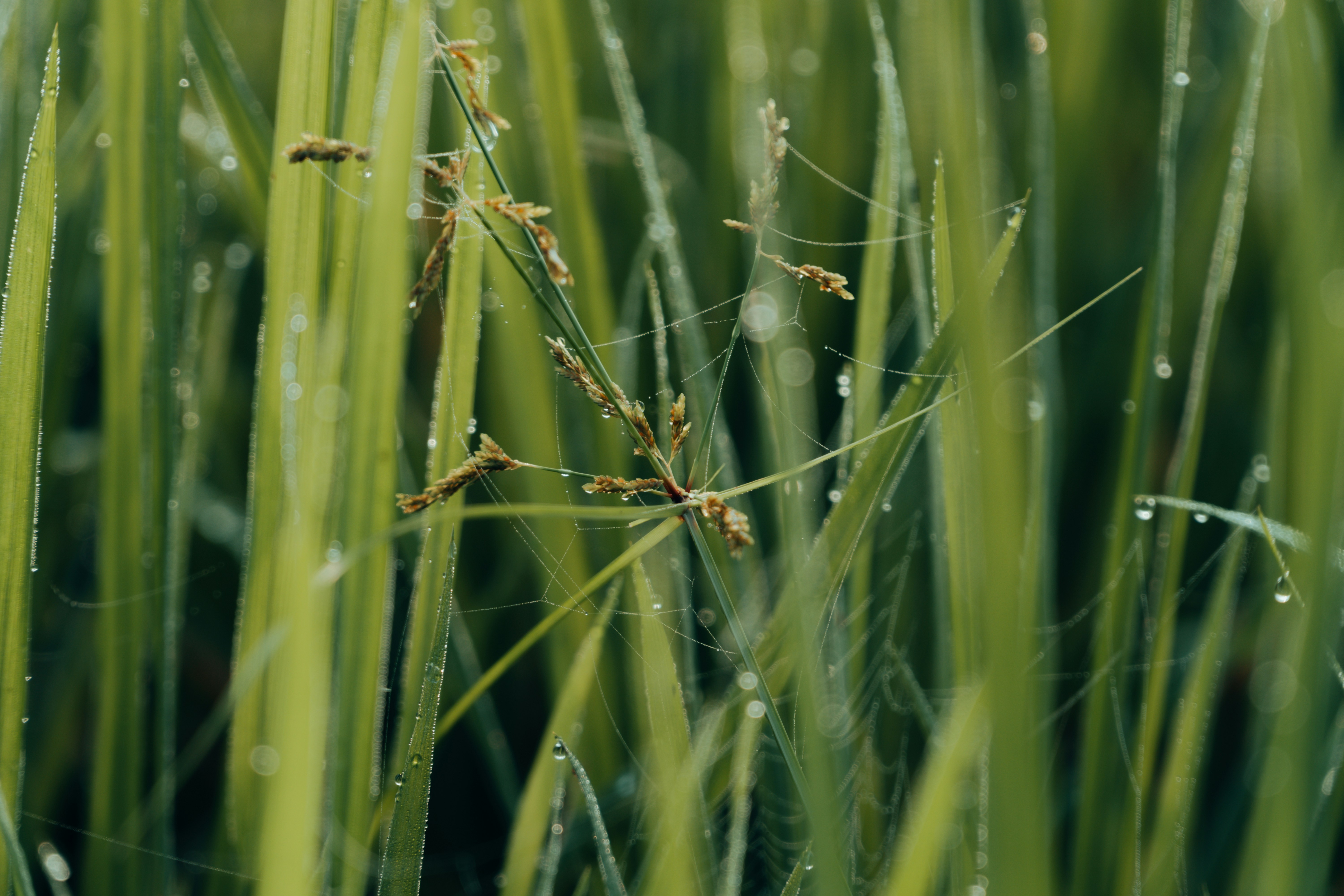 Photo by abdulkayum97