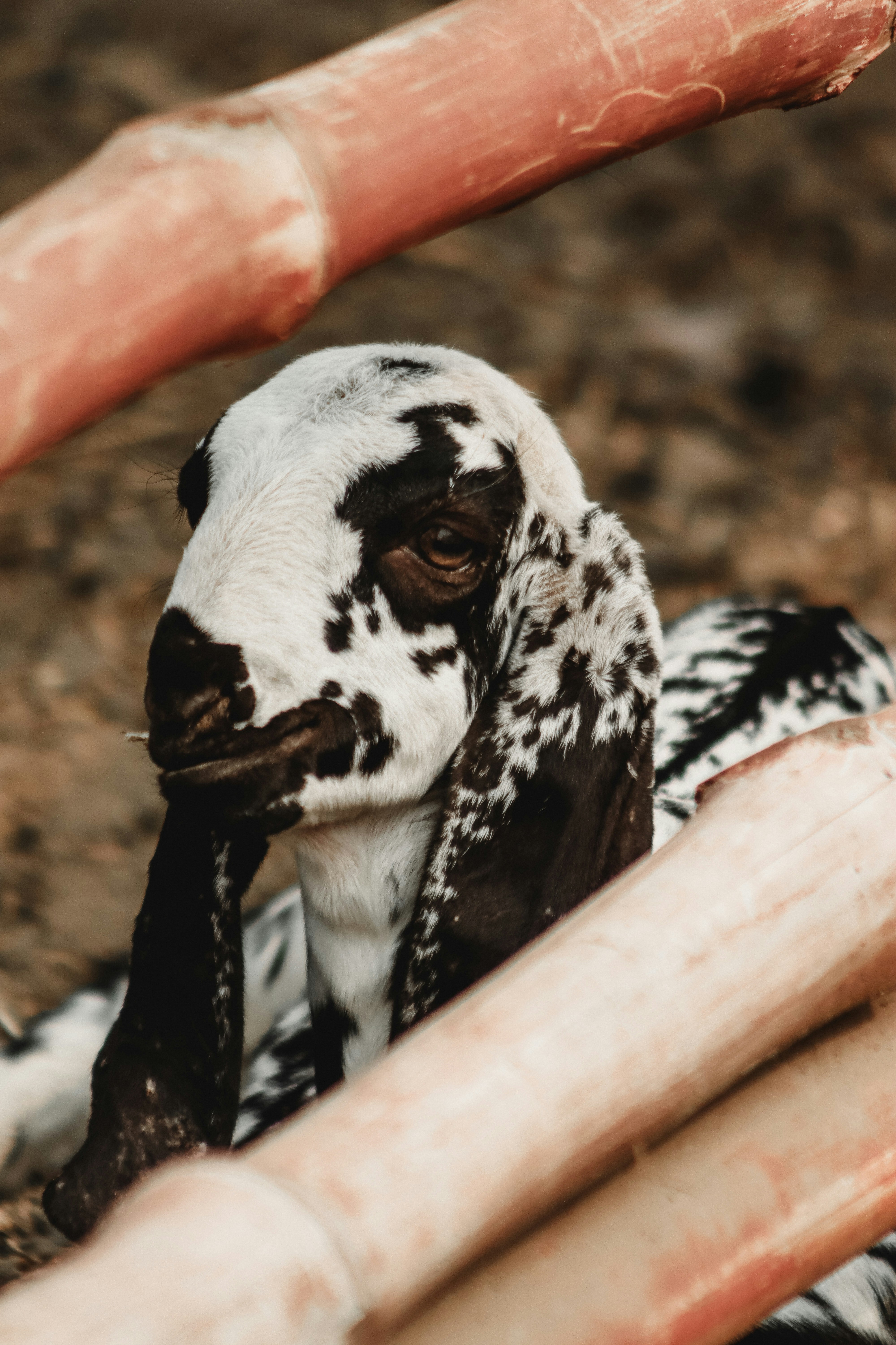 Photo by drphotographer152