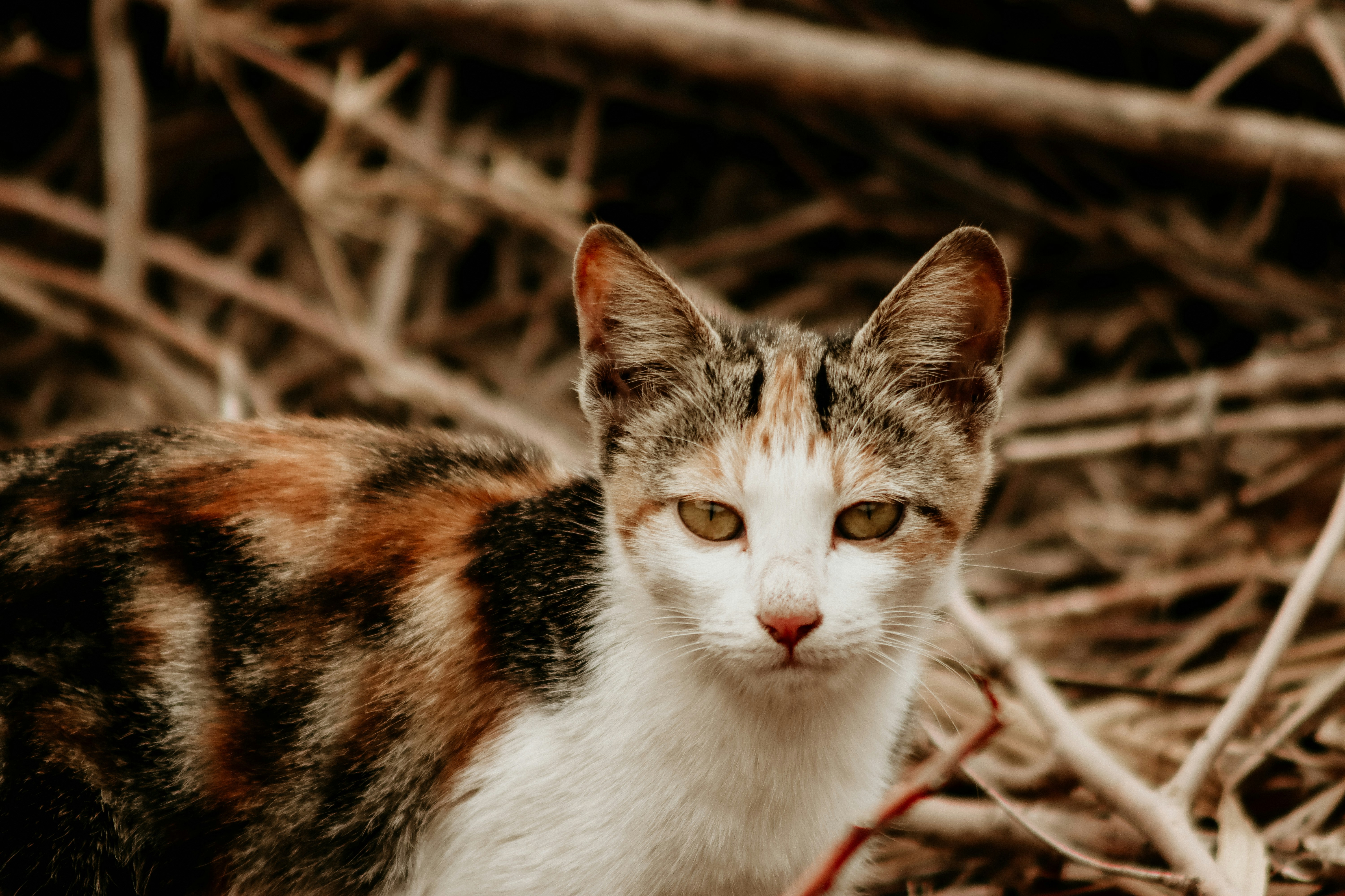 Photo by drphotographer152