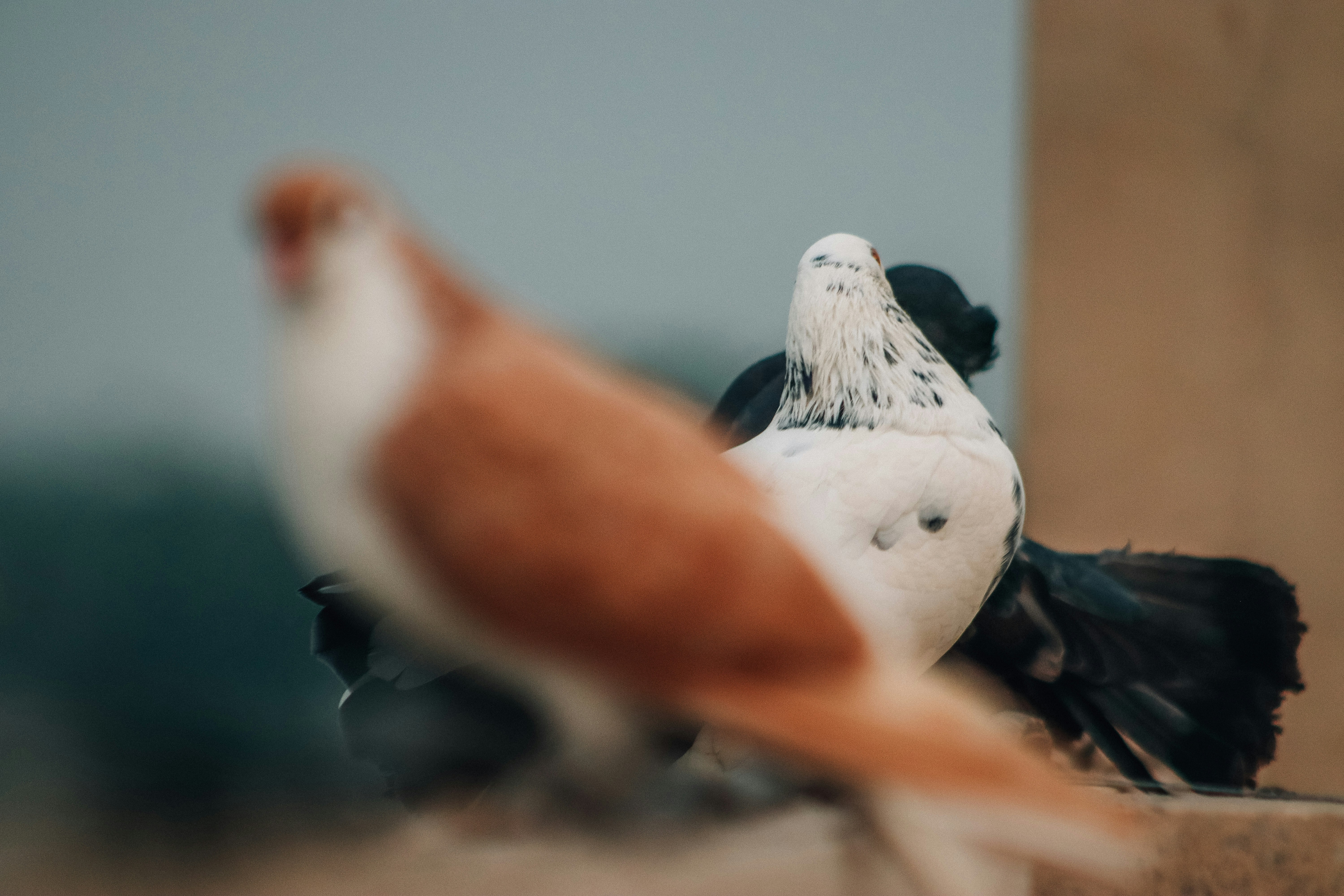 Veterinarian examining a parrot