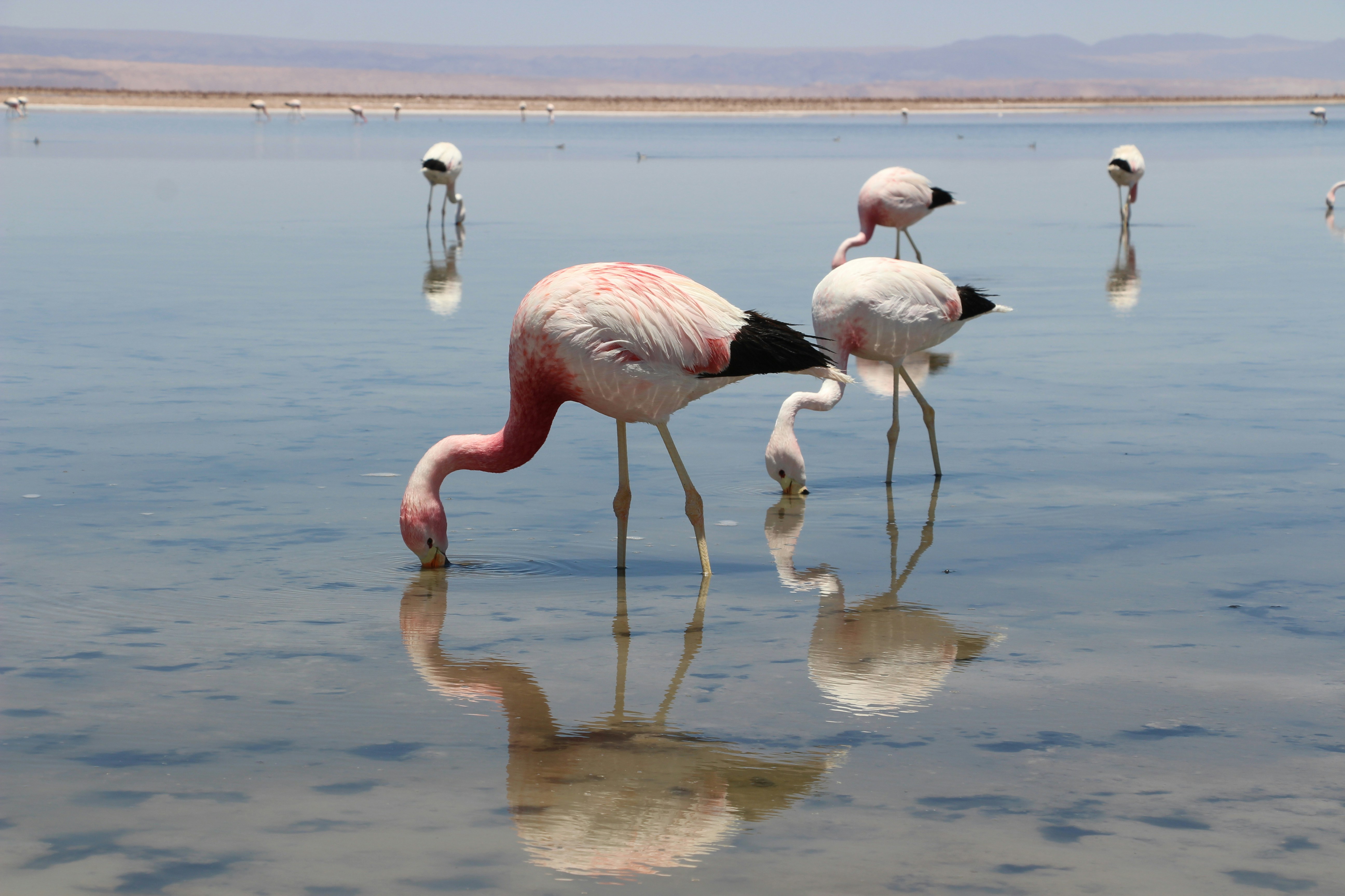 Flamingolar Kıbrıs'ta Azalıyor