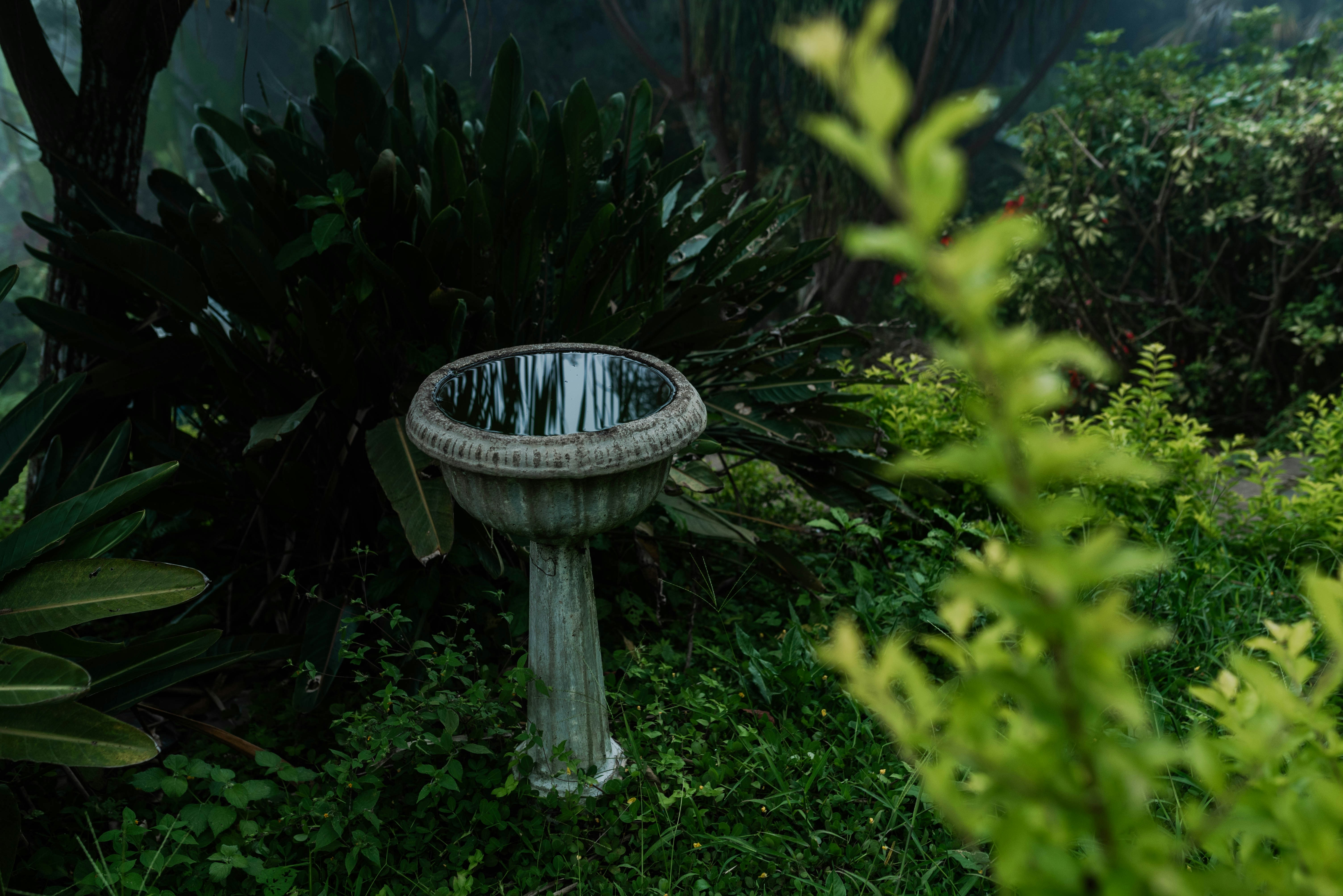 A bird bath in the middle of a garden