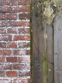 A brick wall and a wooden fence with vines growing on it