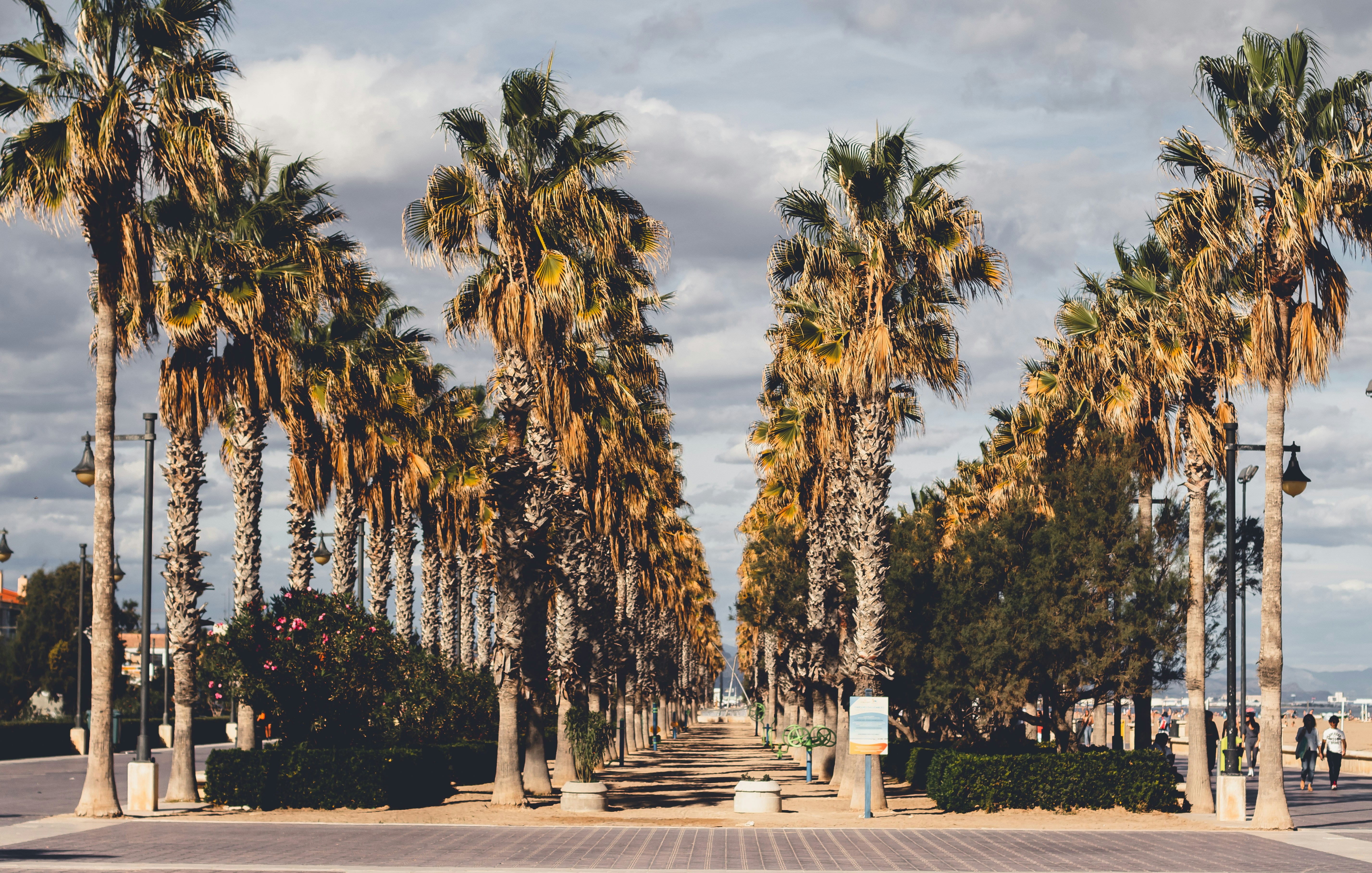 A row of palm trees on a city street