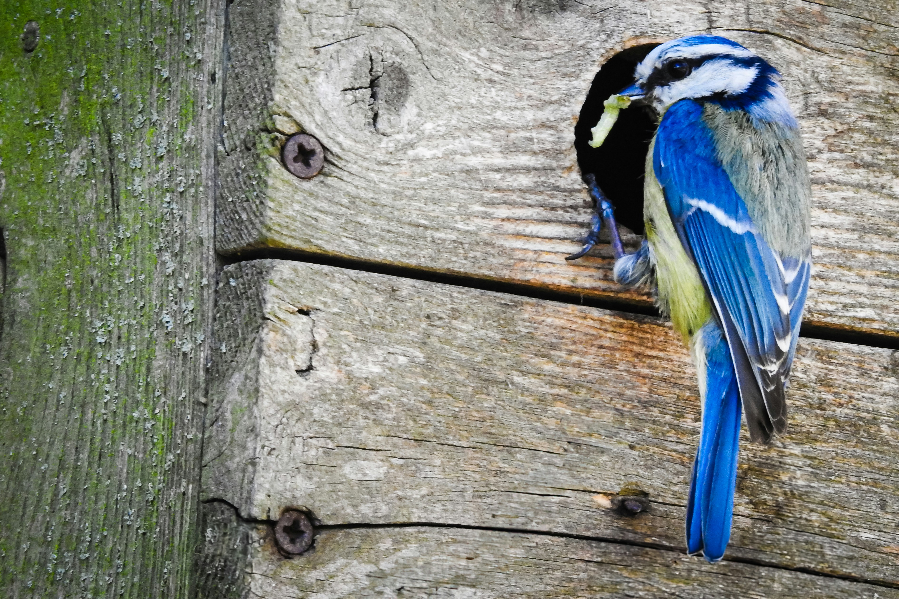 A blue and black bird perched on a piece of wood
