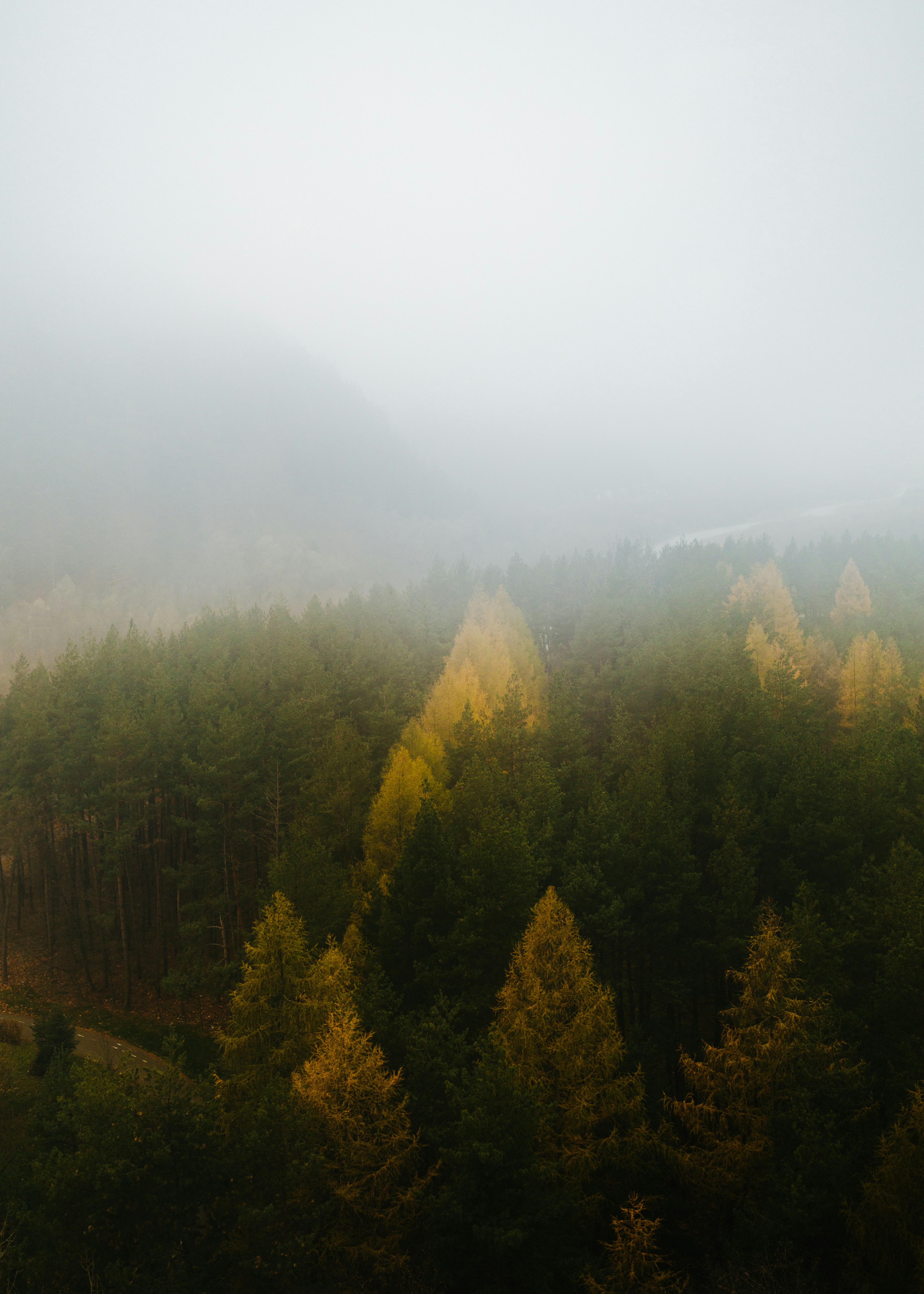 A foggy forest filled with lots of trees