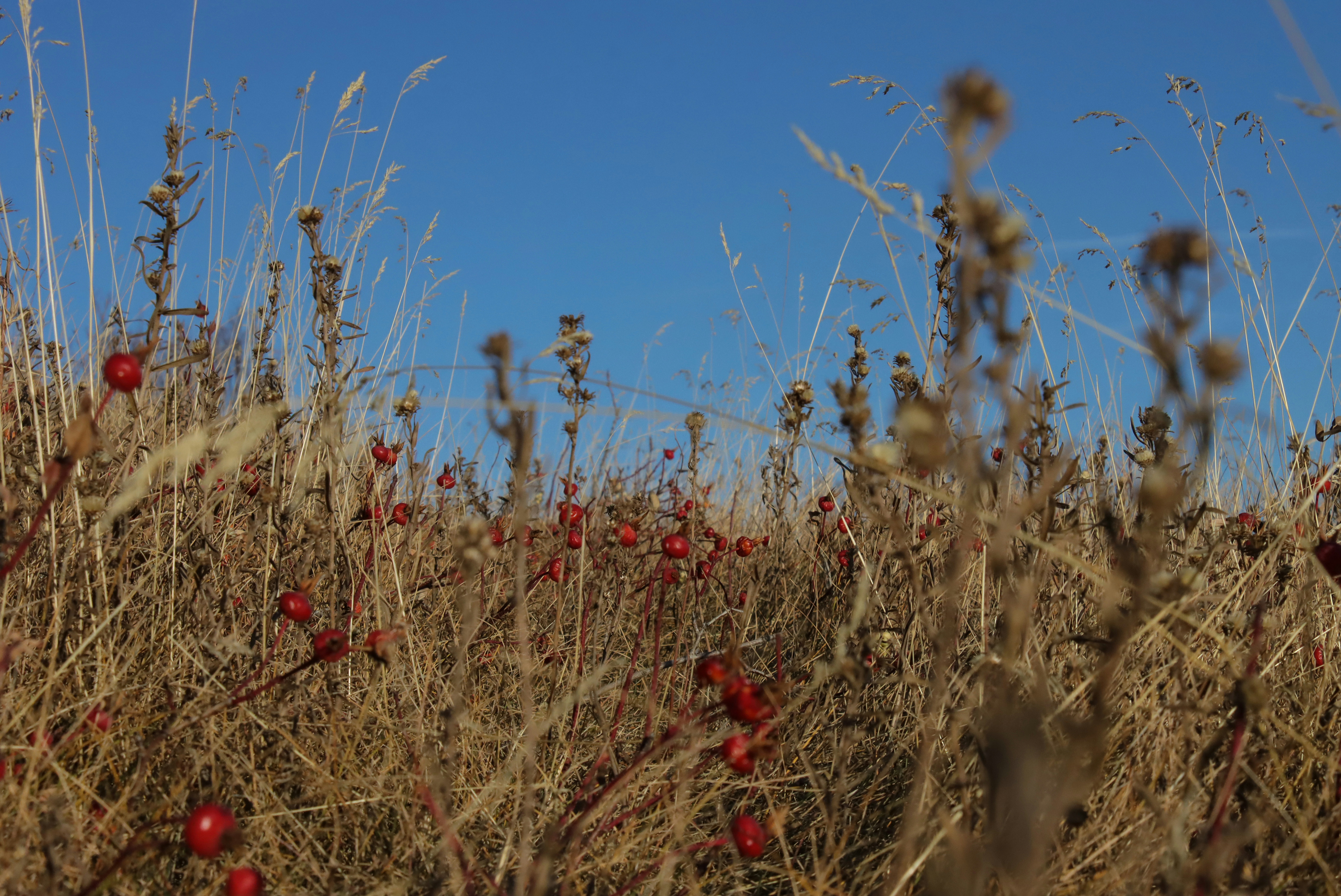 Ein Feld voller hohem, trockenem Gras und roten Blumen
