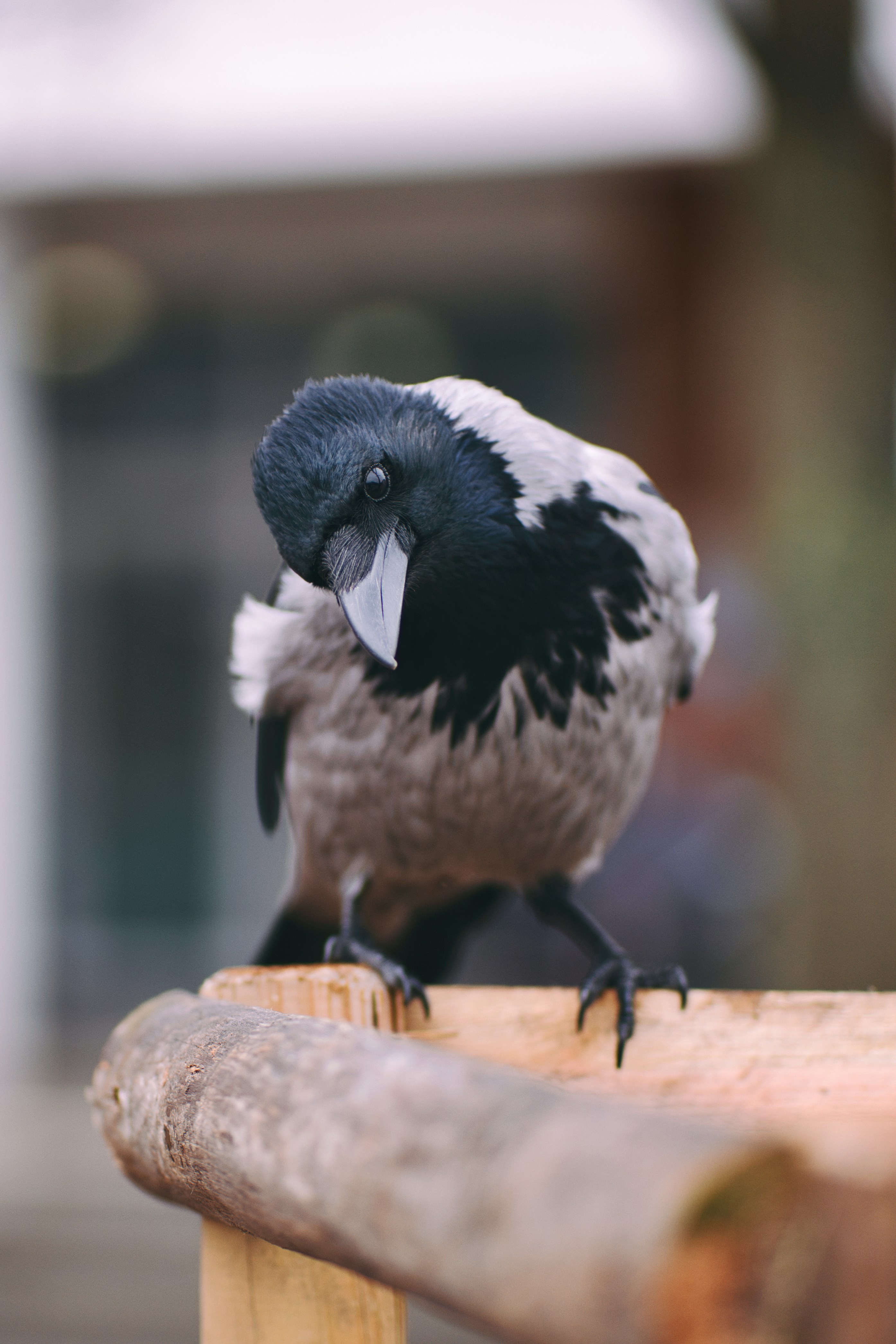 A black and white bird sitting on top of a wooden bench